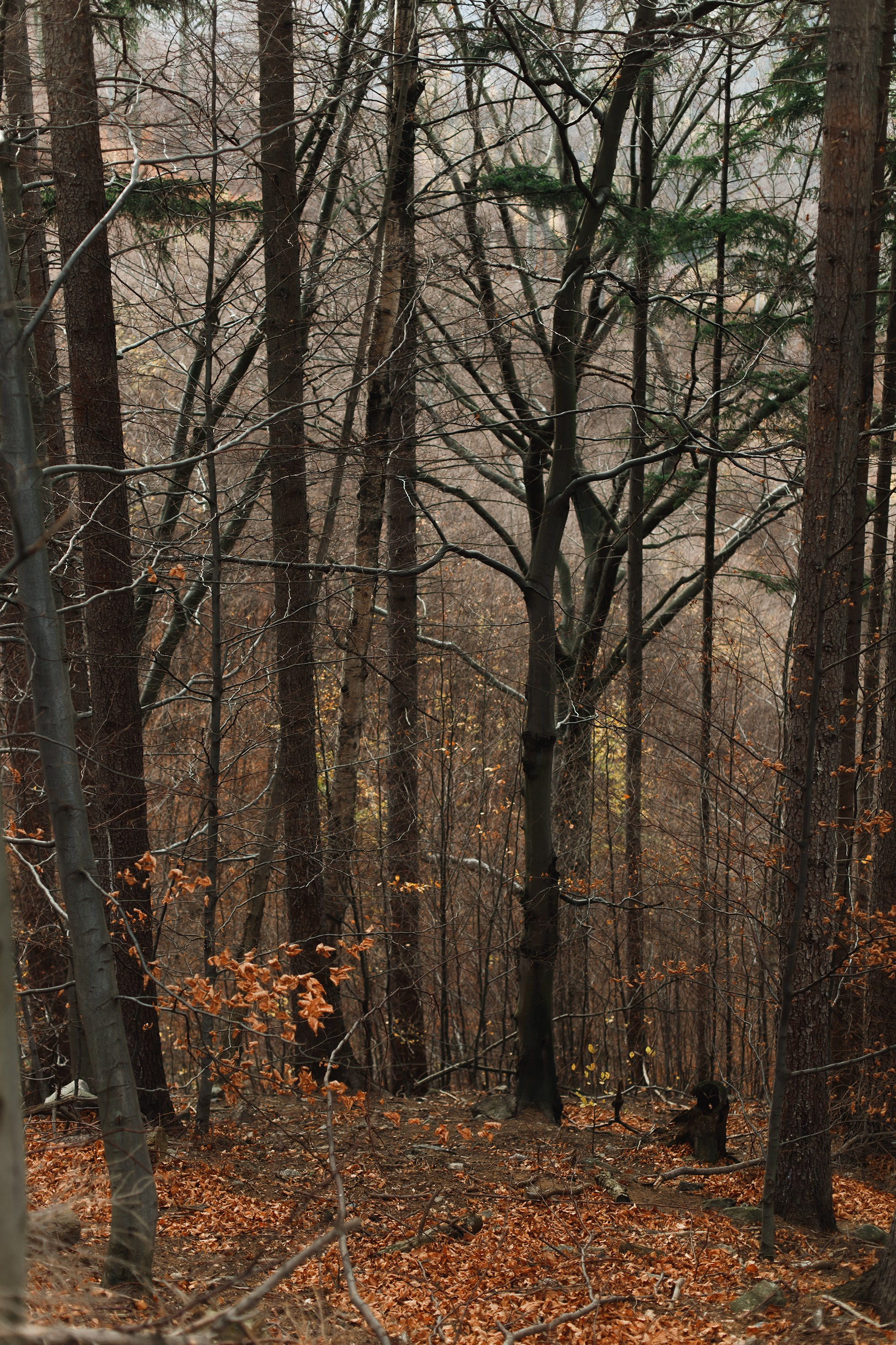 Sowie góry. Kaja | fotograf we Wrocławiu | ludzie i psy