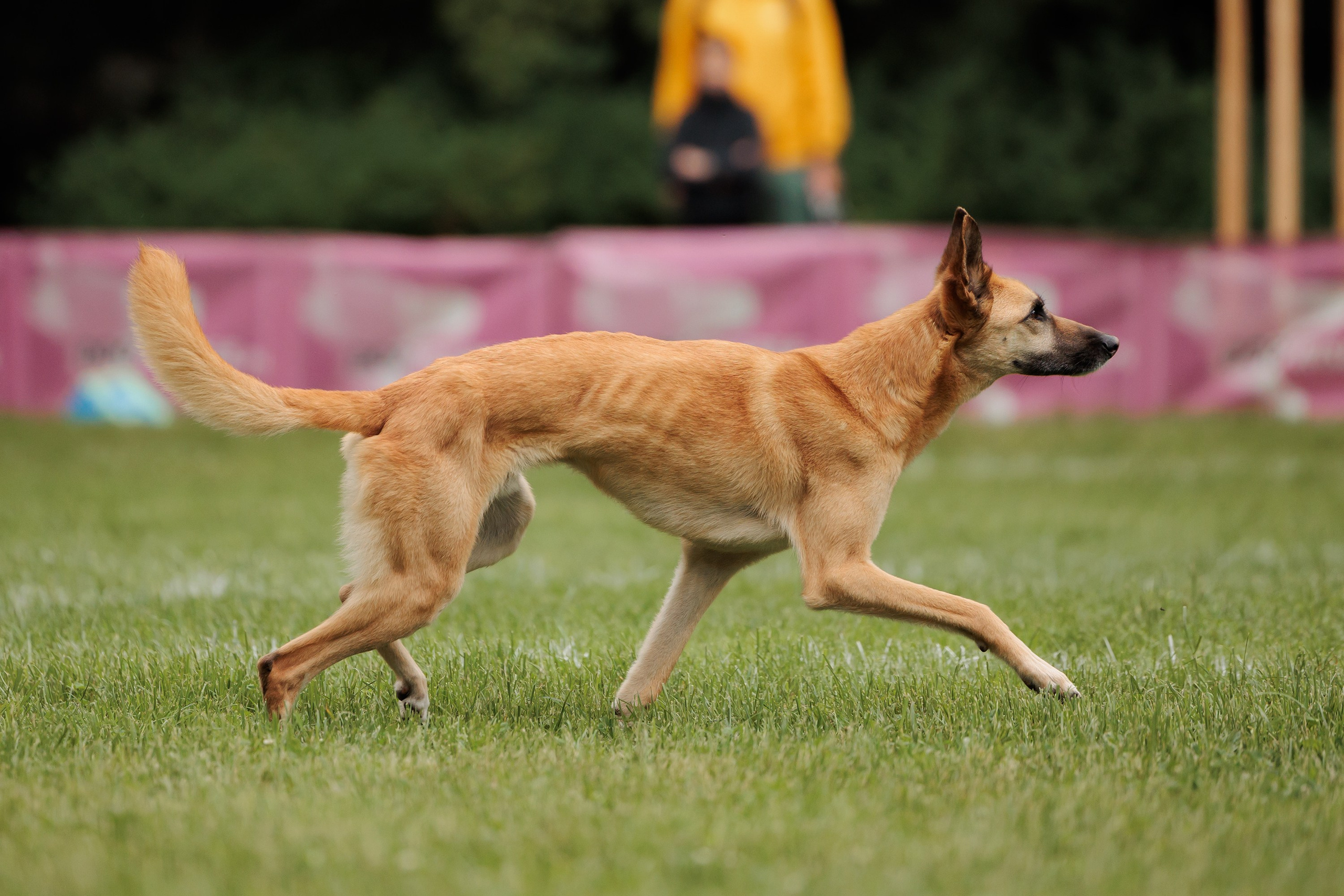 Latające psy, Wrocław'25. Kaja | fotograf psów we Wrocławiu