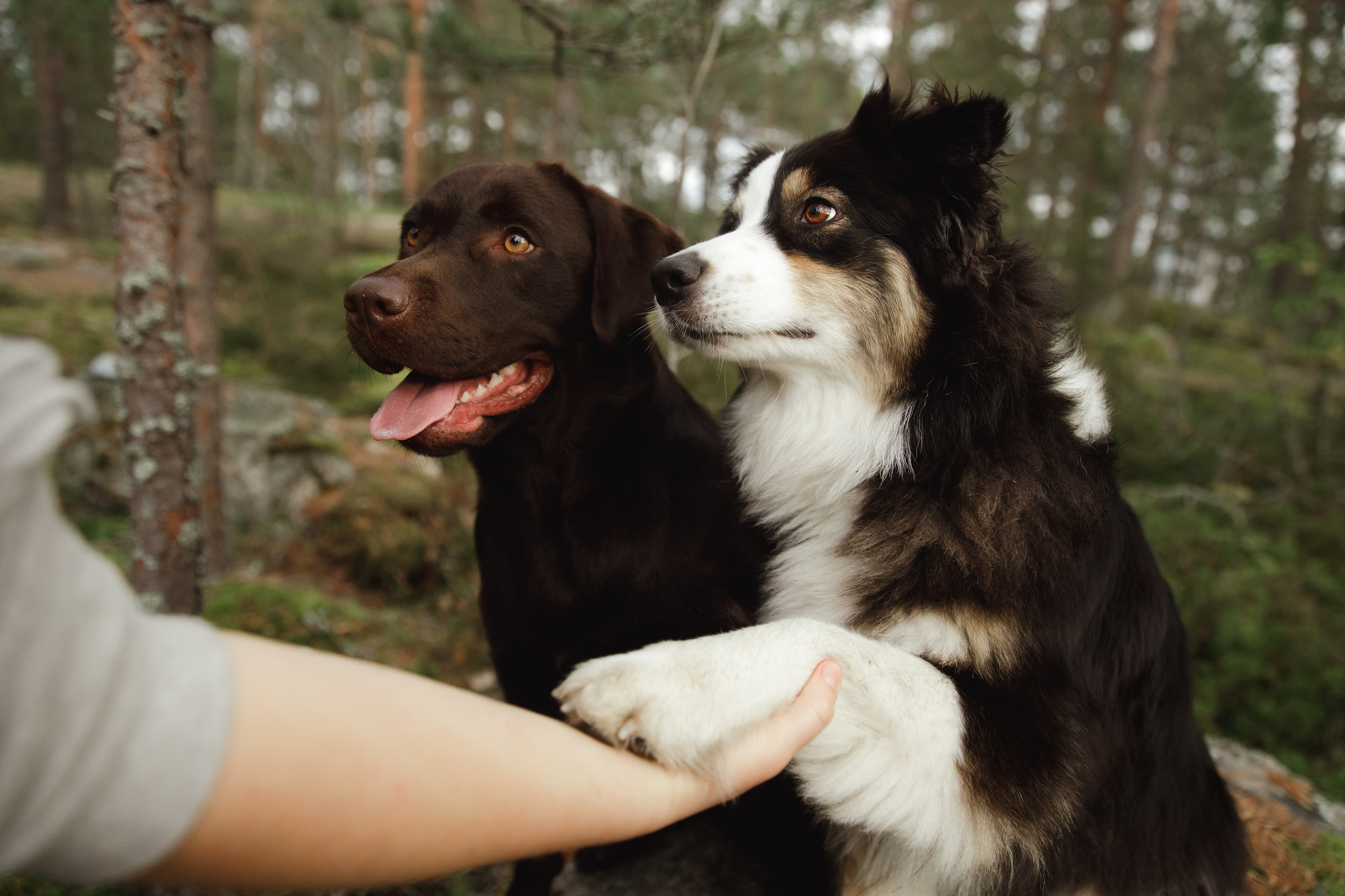 Finnish mossy hills. Kaja | fotograf psów we Wrocławiu