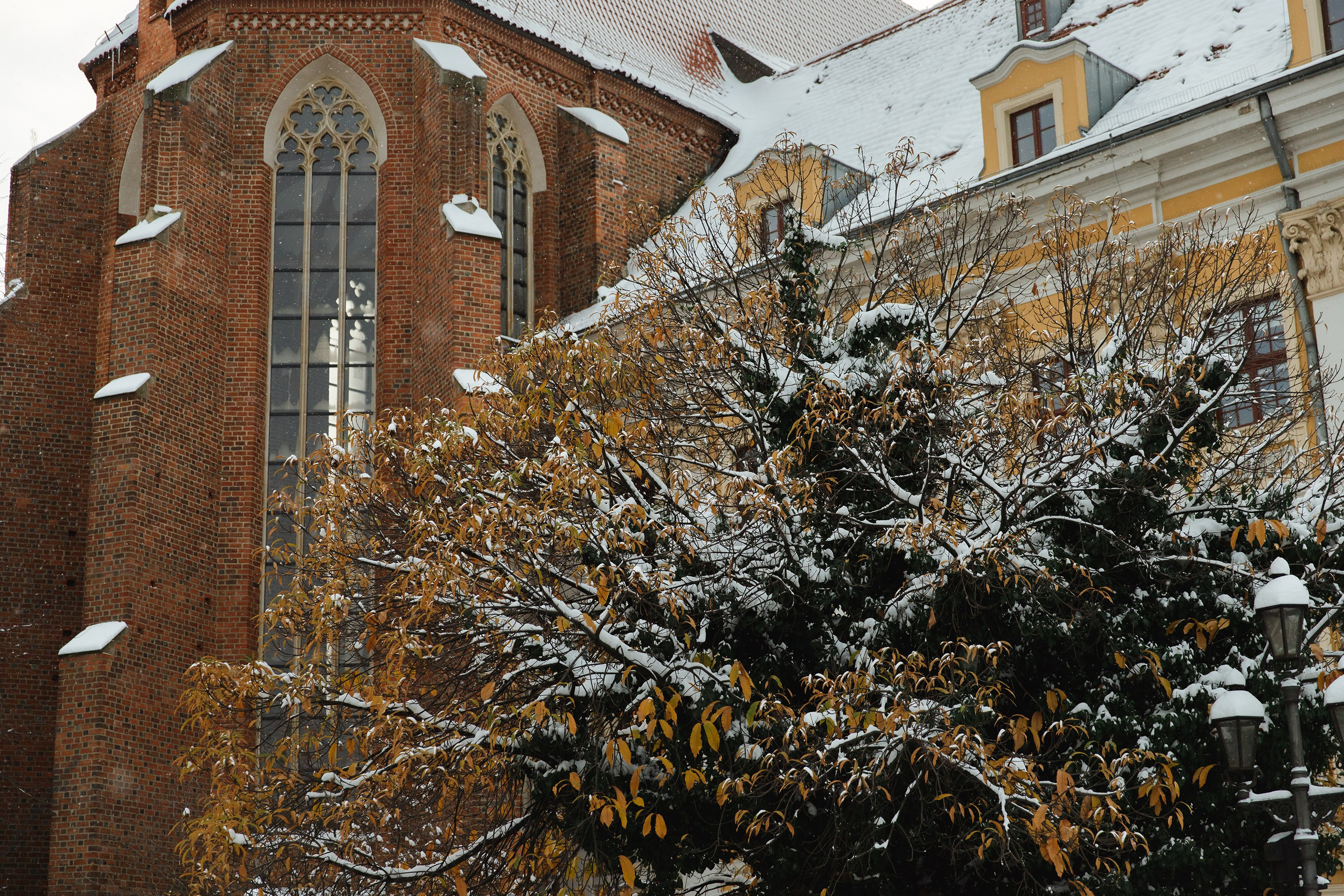 Masha & Andrei. Kaja | fotograf psów we Wrocławiu