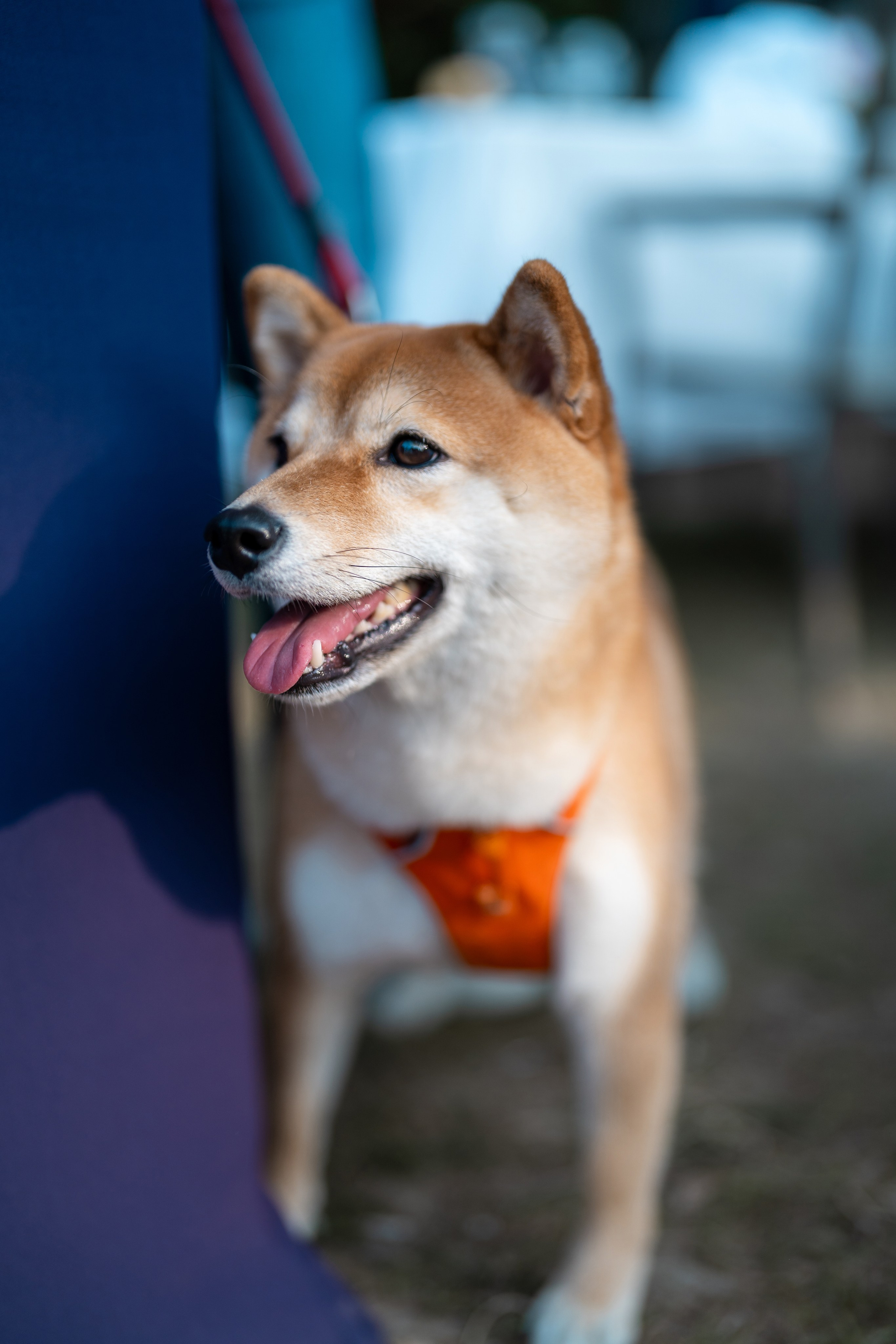 BABY SHOWER LENA & KIU| HK YACHT CLUB. ФОТОГРАФ В ГОНКОНГЕ (СВАДЬБЫ, FASHION, СЕМЕЙНЫЕ, МЕРОПРИЯТИЯ, ФОТОПРОГУЛКИ)