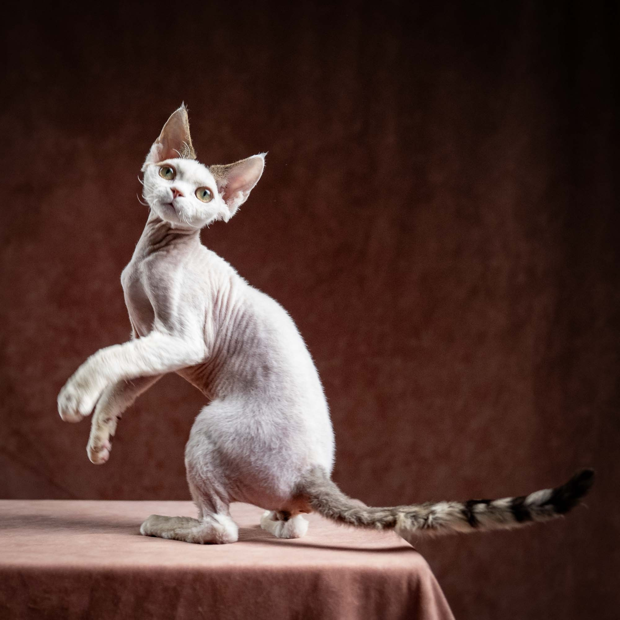 Oscar, boy, born 04.15.2025. Devon Rex Pixie Cattery