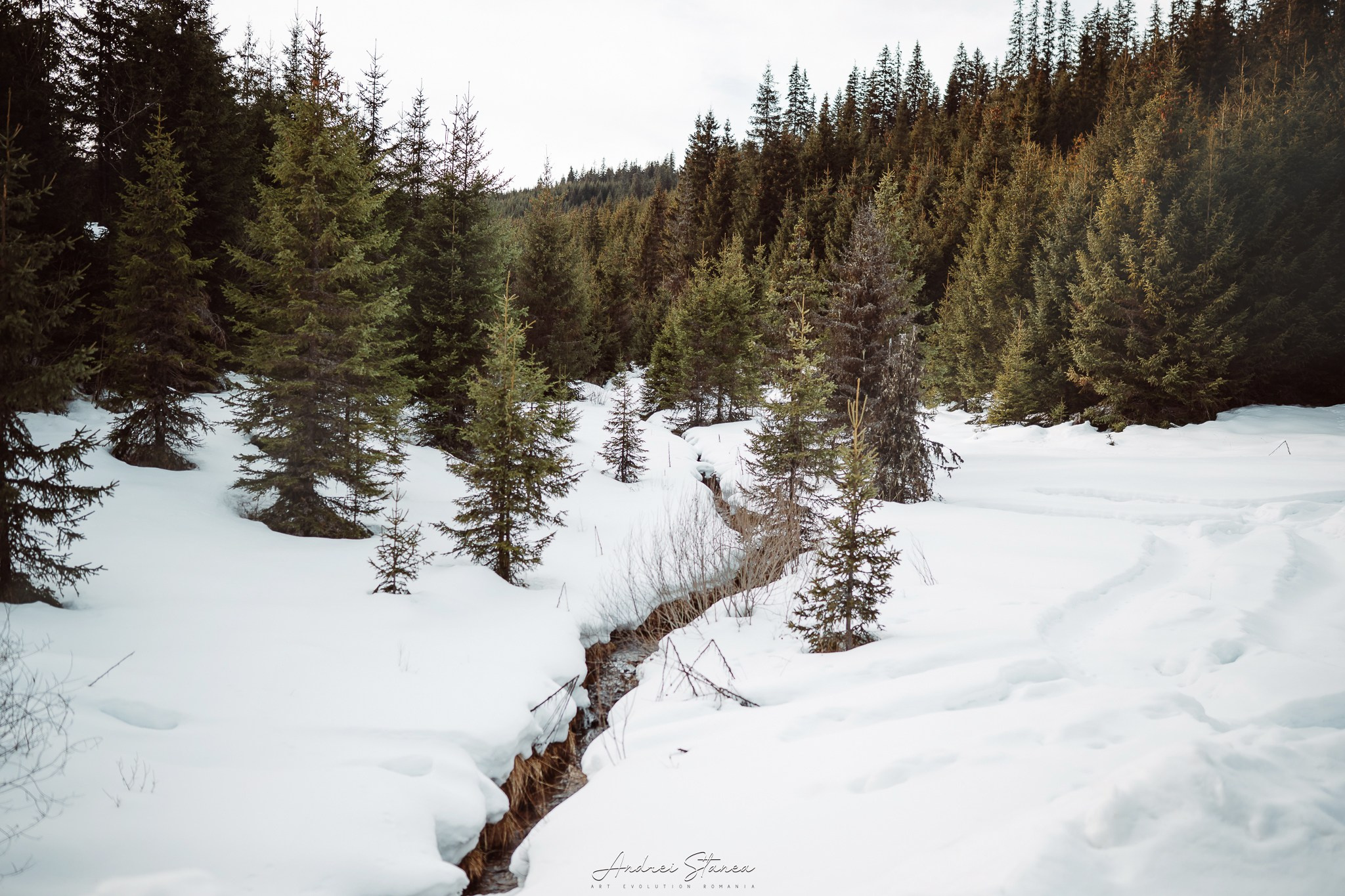 Madalina & Mihai. Andrei Stanea