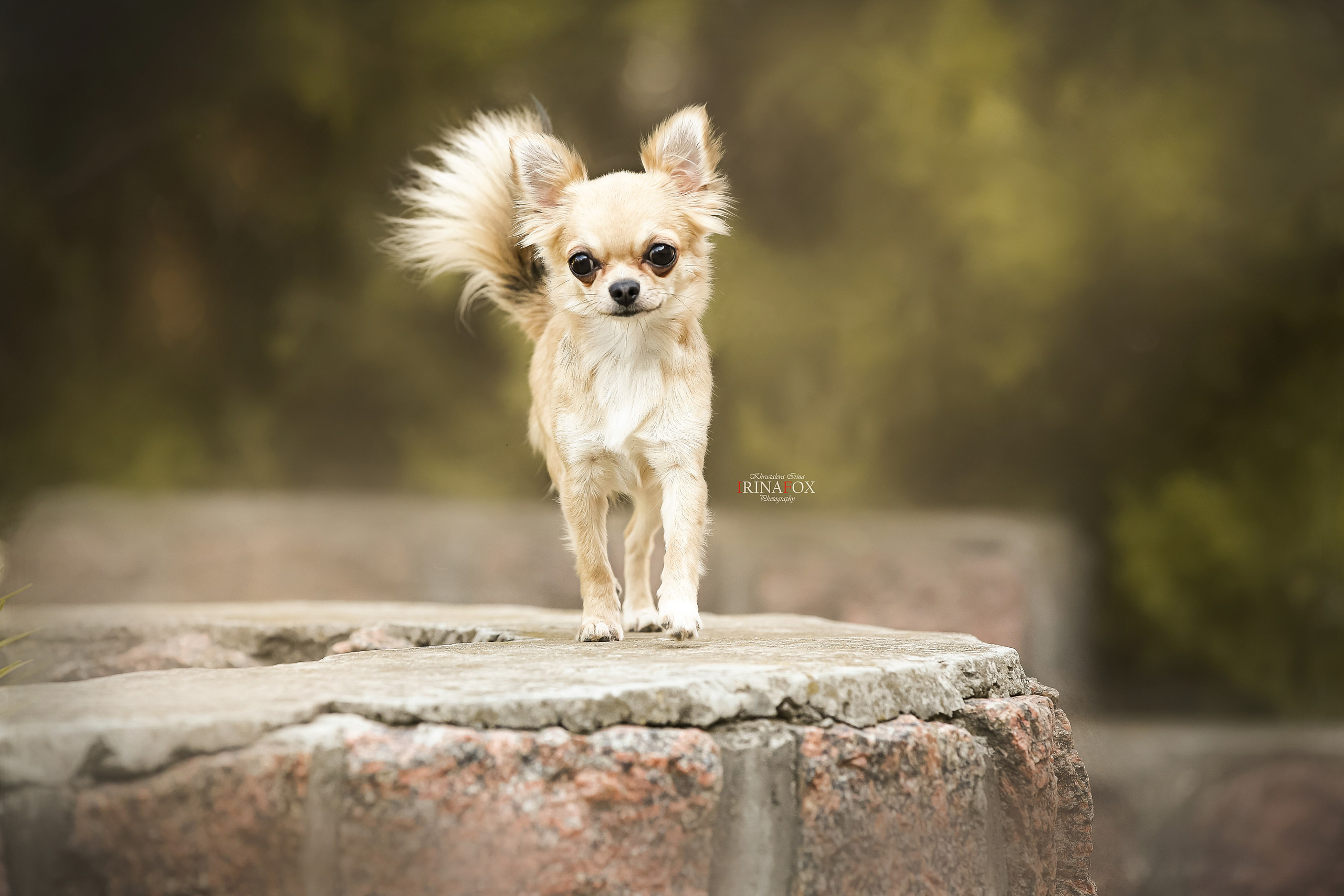 Порт анімал общ. Репортажний фотограф/анімаліст КИЇВ