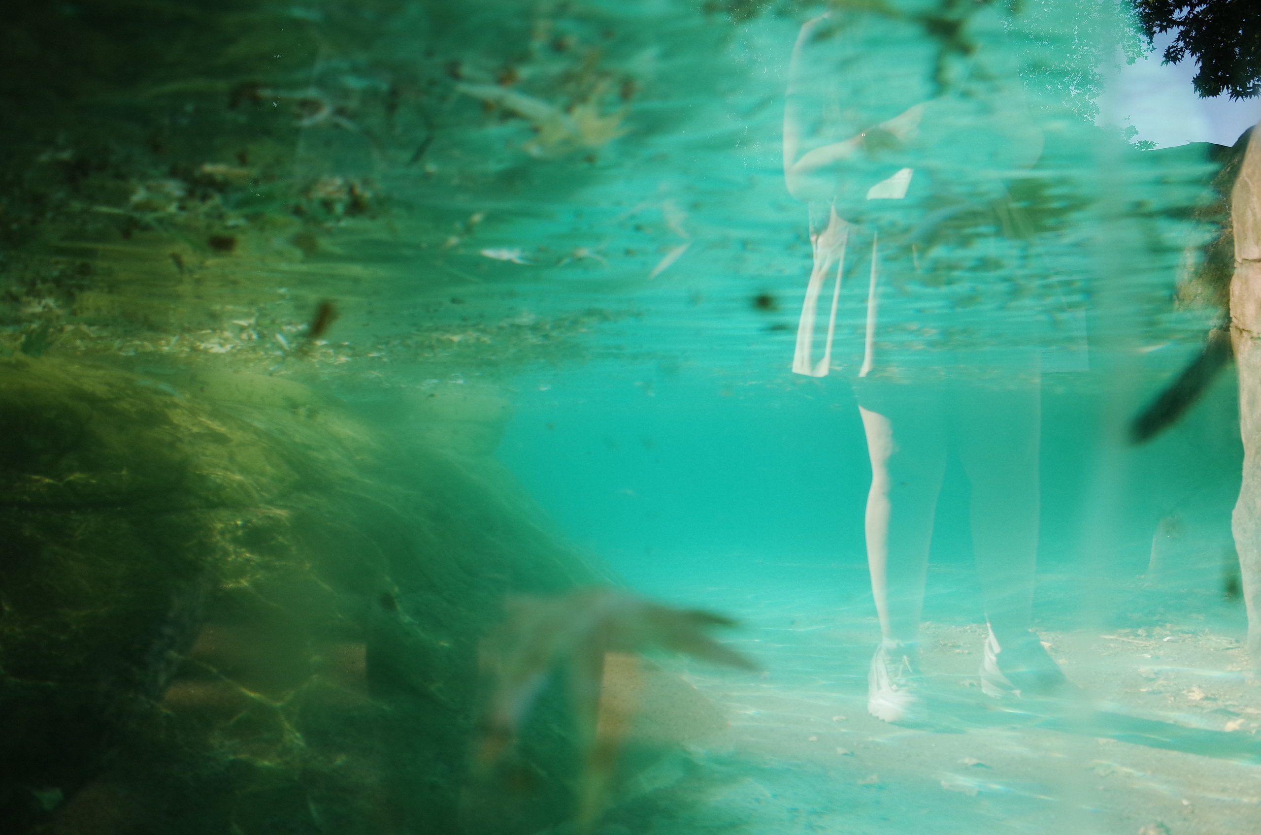 Little penguins. London zoo. Victoria Dini Photography