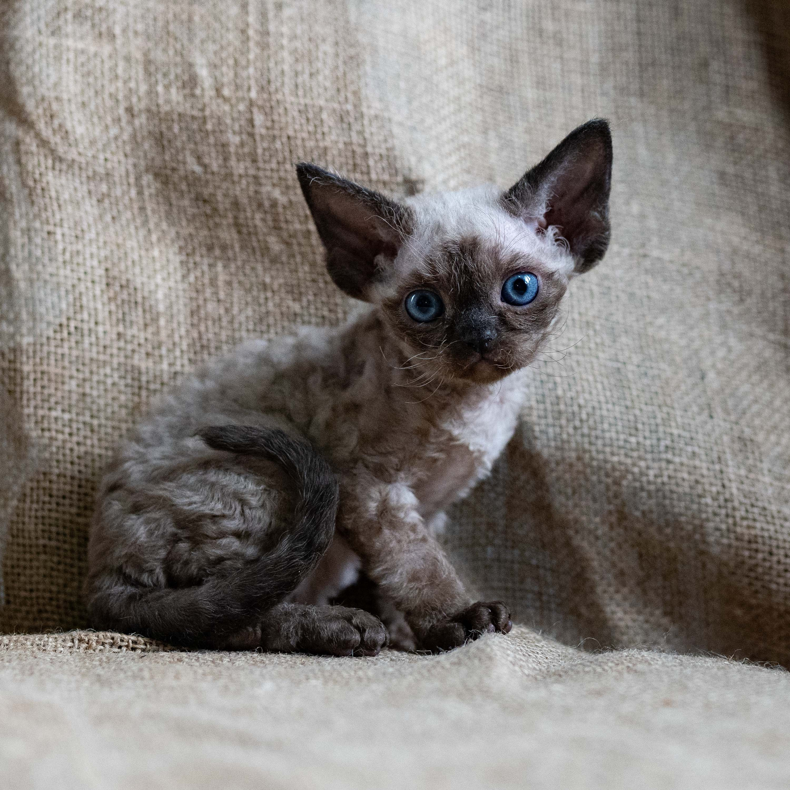 Leo, boy, born 12.20.2025. Devon Rex Pixie Cattery