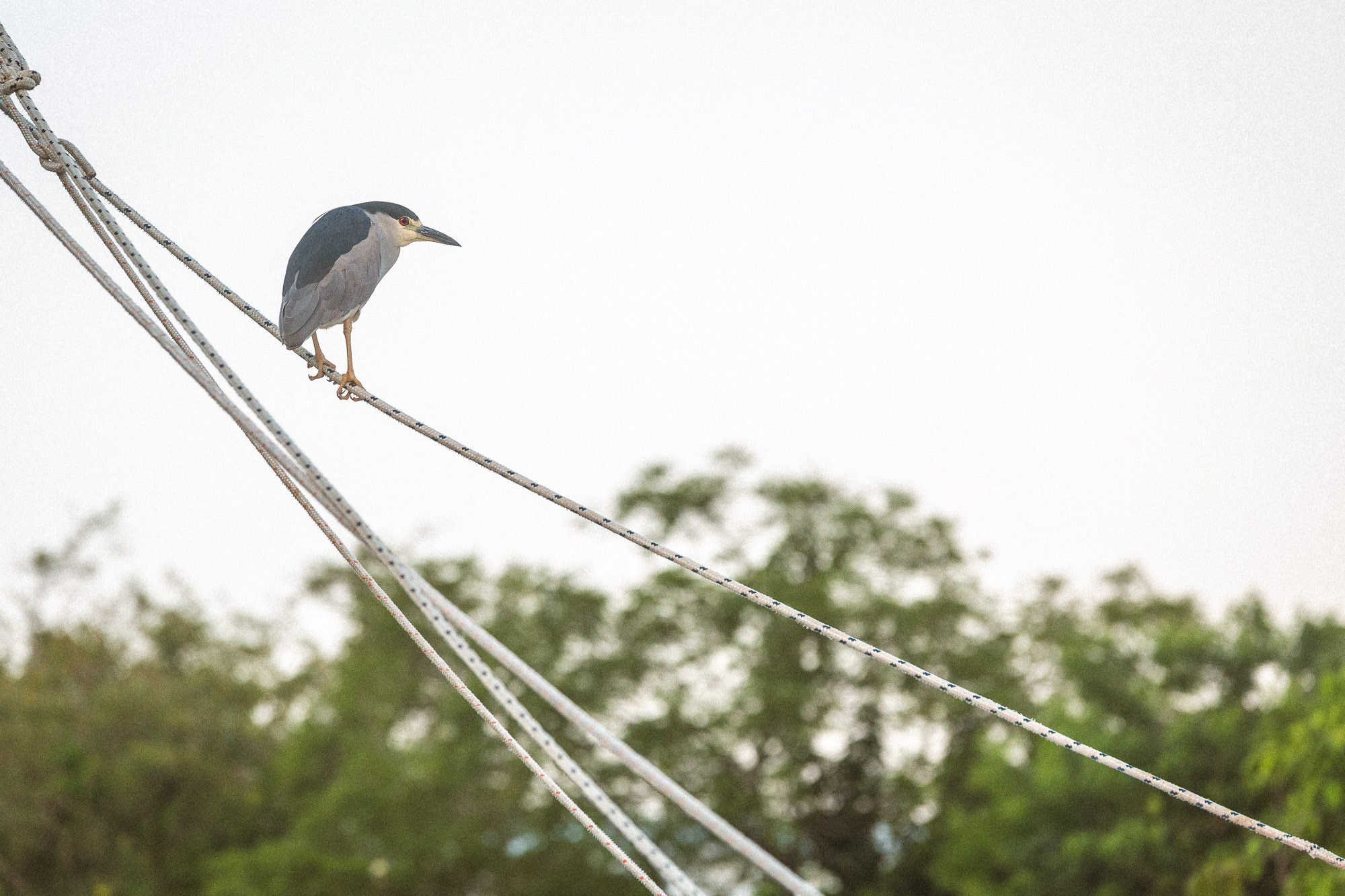 Linha D'água. Fotógrafo de casamentos em Florianópolis