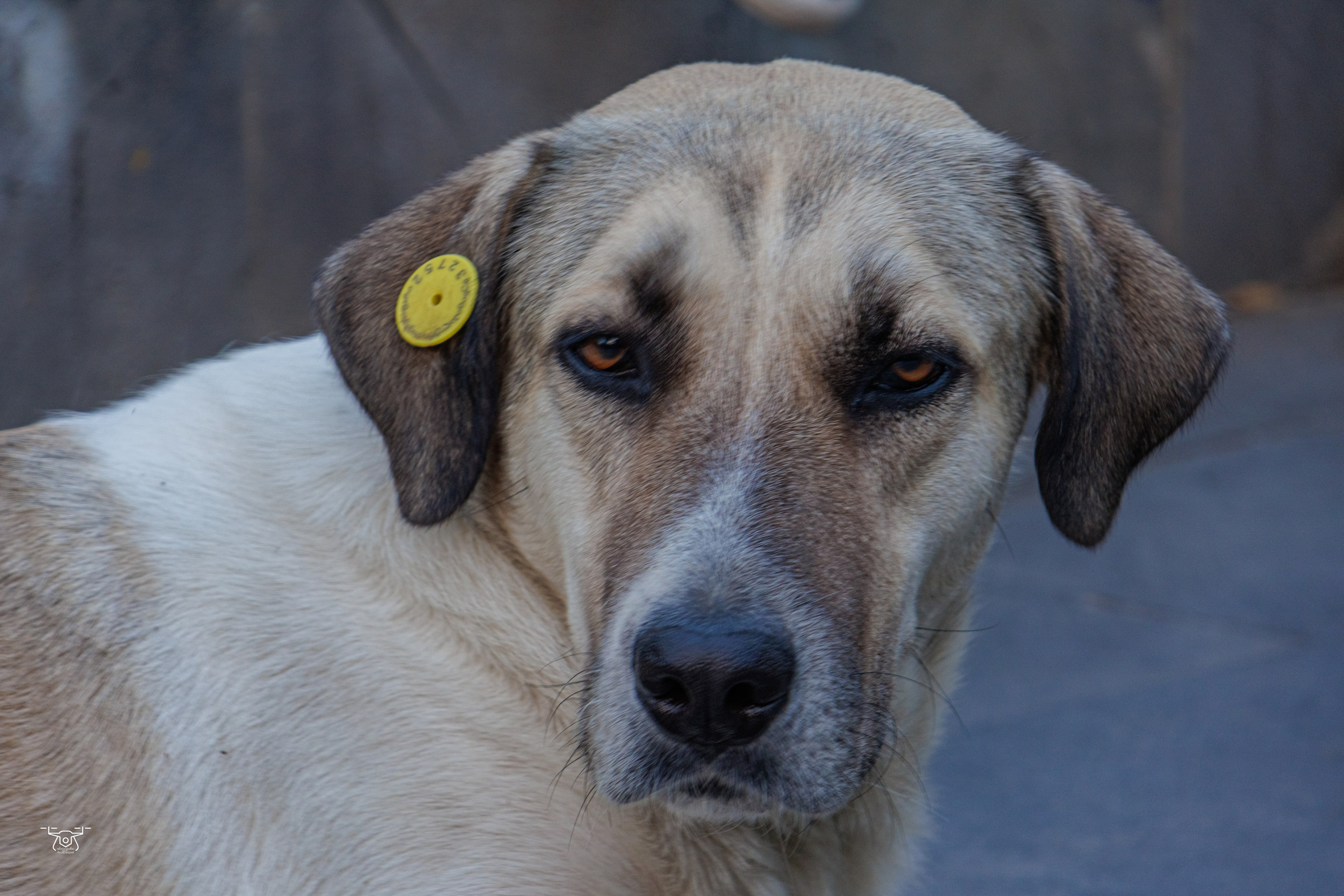 ბუნება. FramefreeMan