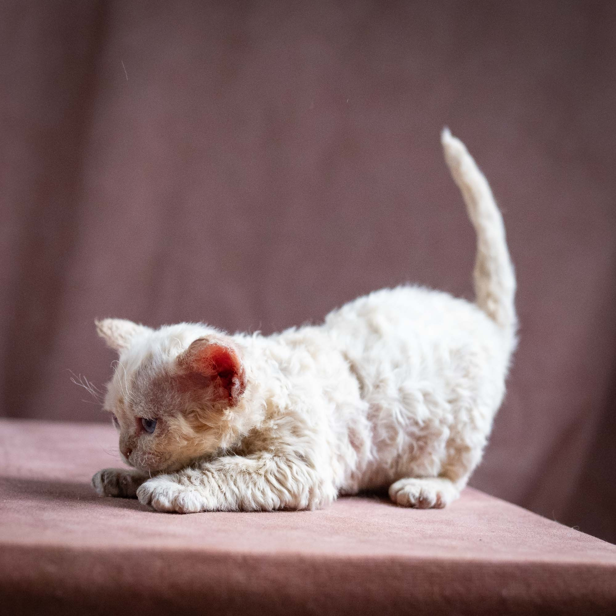 Quennie,  girl, born 02.14.26. Devon Rex Pixie Cattery