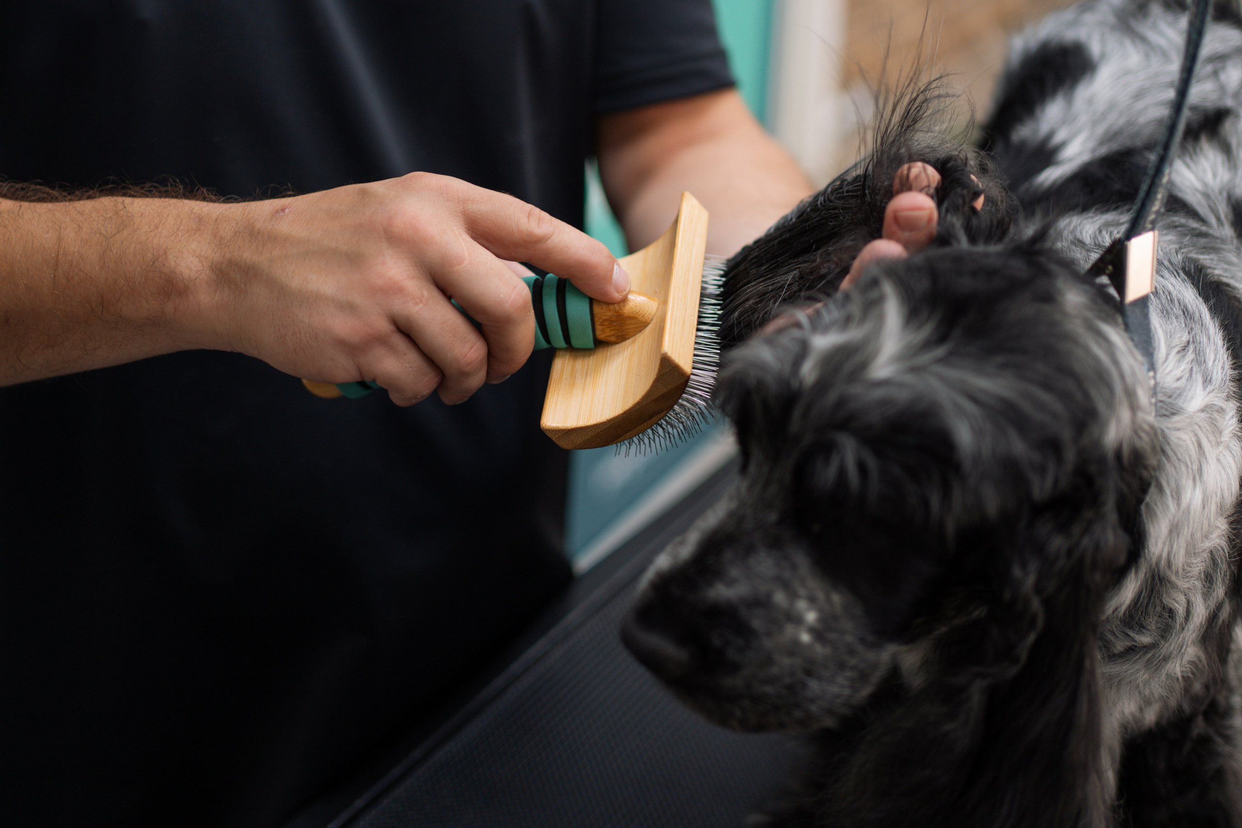 PetGroom Timisoara. Cozac Cristian Photographer