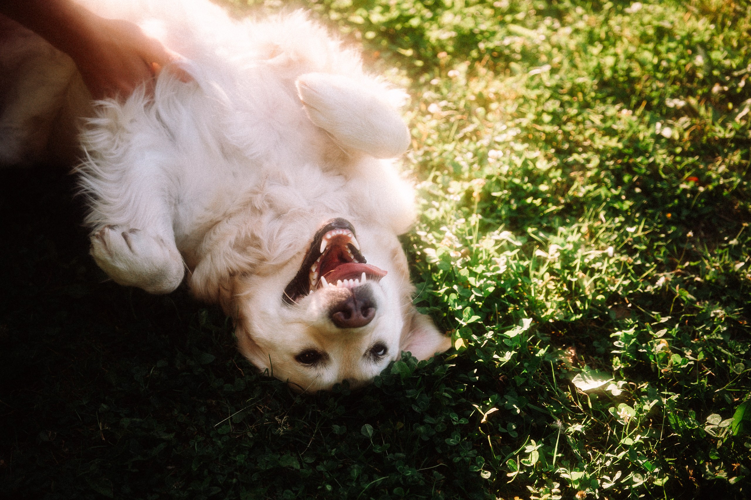 Olya + Sasha. Inna Mendelson — Photographer