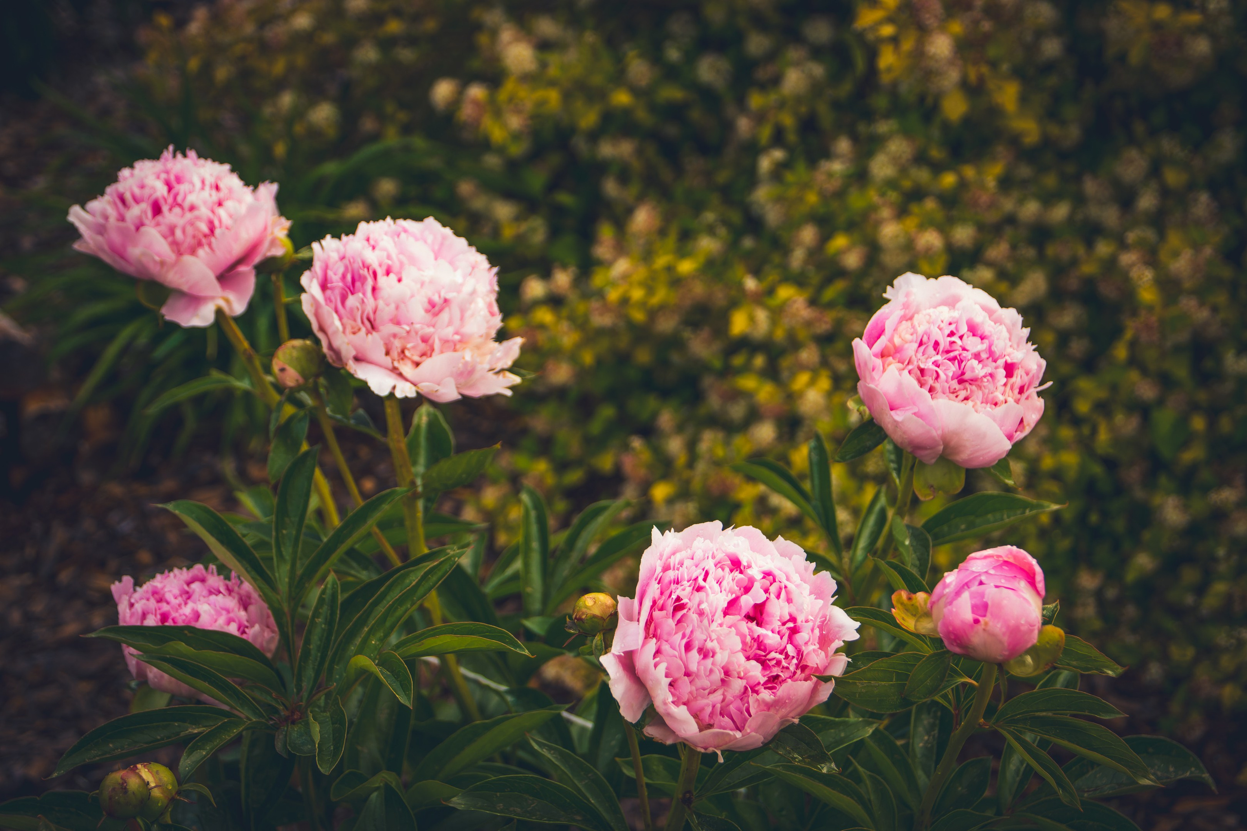 Saarema, reis. Nebula 25 — Fotod teie hingele