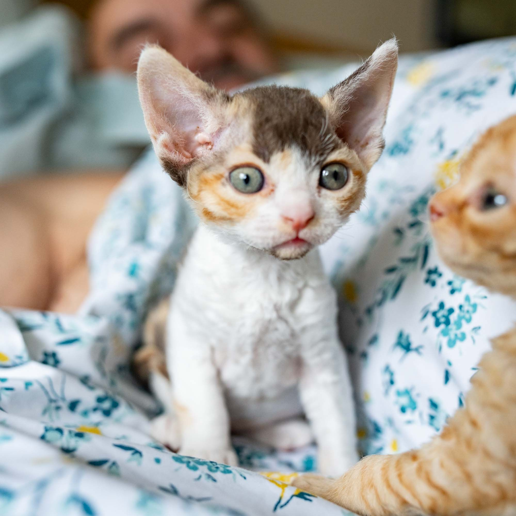 Dixie, girl, born on 06.06.24 SOLD. Devon Rex Pixie Cattery