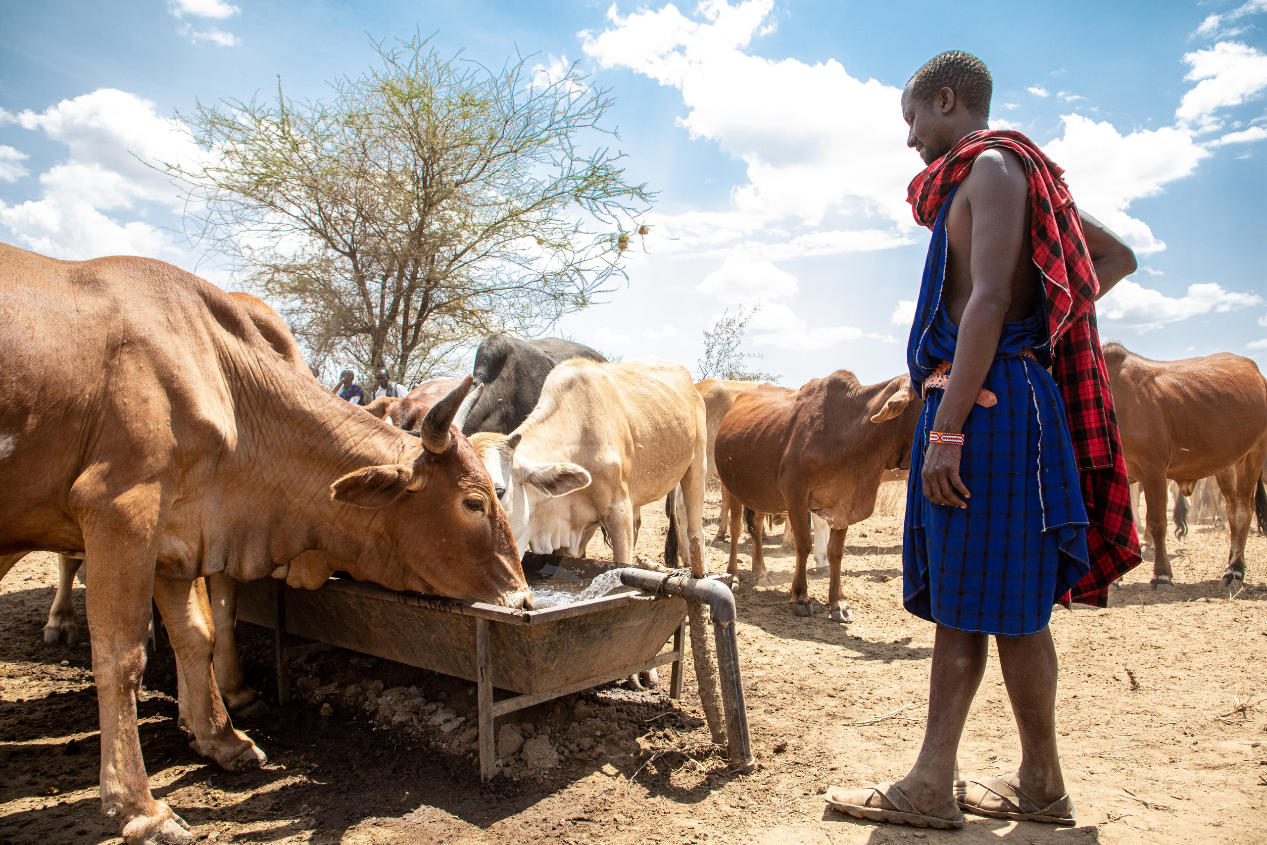 A full shot of a Maasai next to his cow at a water point, in Oloomaiyana, Kajiado. Documentary photography