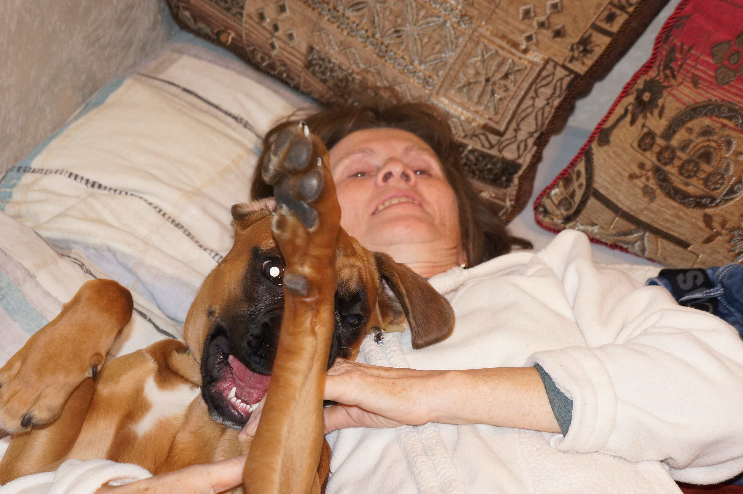 My ״Star״ Boxer Dog