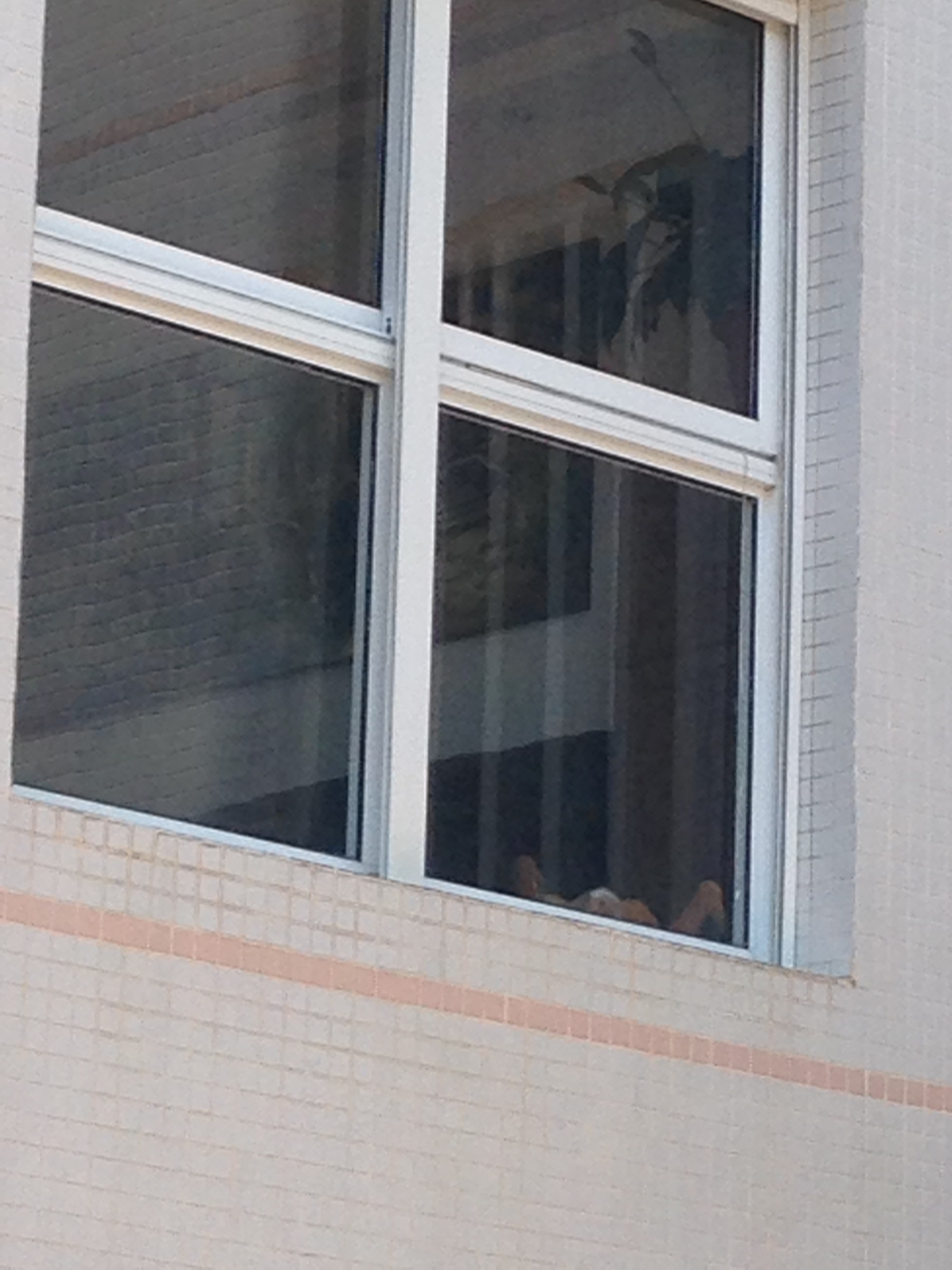 My ״Star״ Boxer Dog