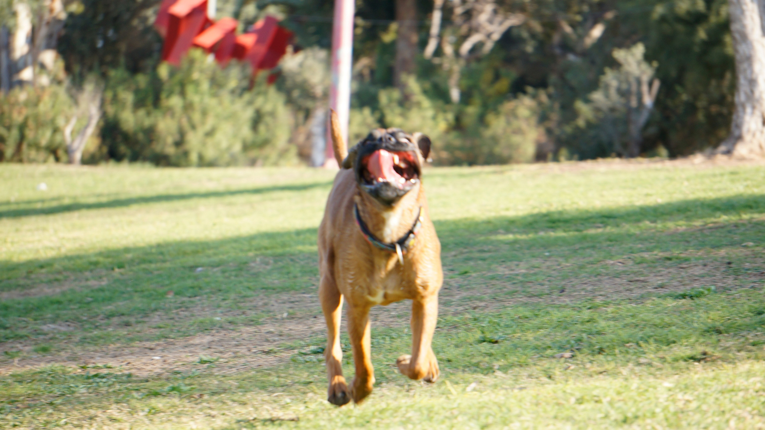 My ״Star״ Boxer Dog