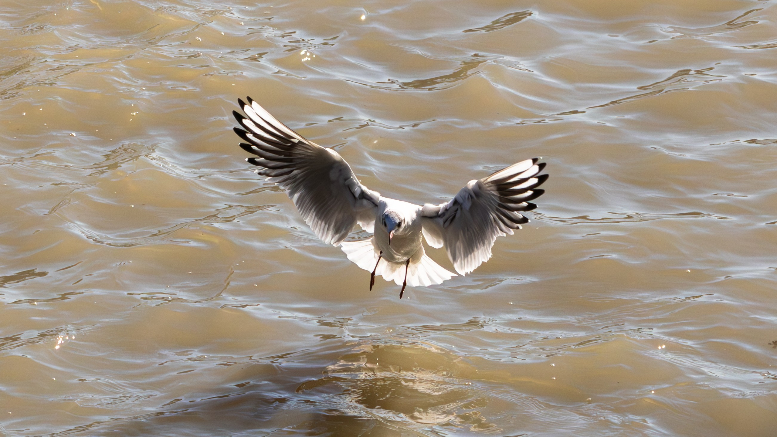 გასეირნება მტკვრის სანაპიროზე. FramefreeMan