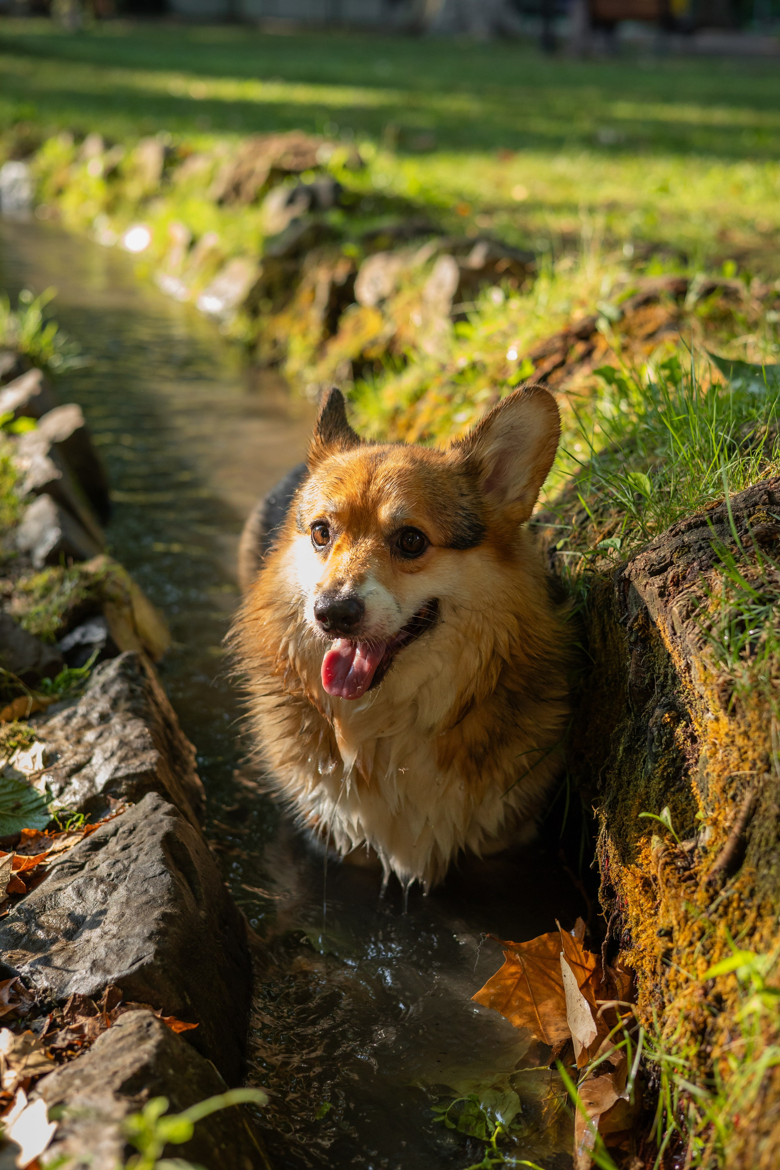 Мария и Санти. Фотограф-анималист | Белград