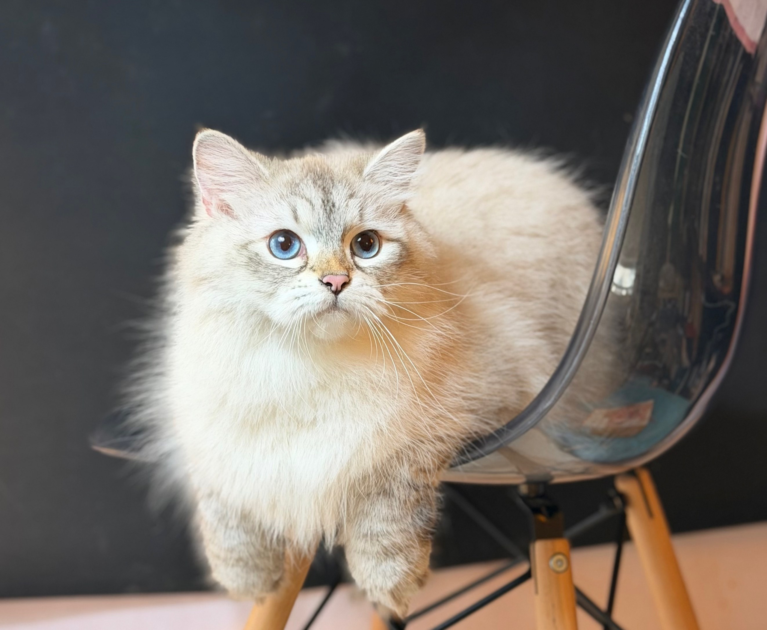 LEMON GREEN SIBERIANS AIUSHA