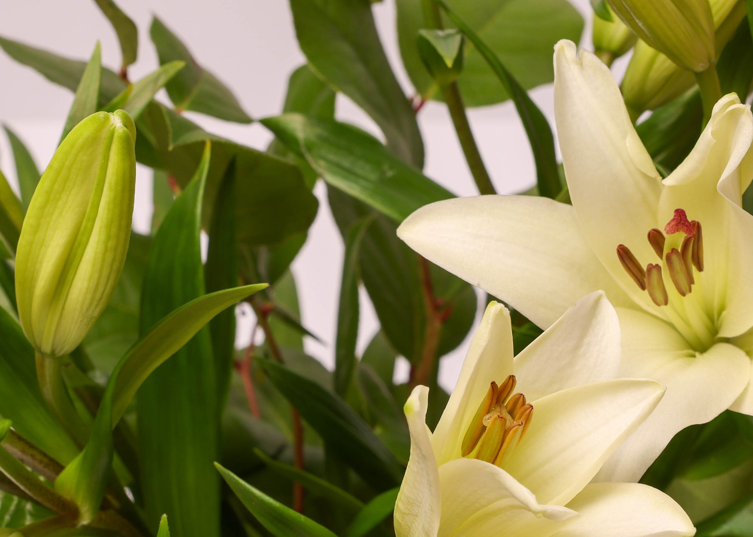 WEBSHOP BLOMSTERBUTIK. Fotograf Aarhus | Portrætfoto Århus | Flotte billeder