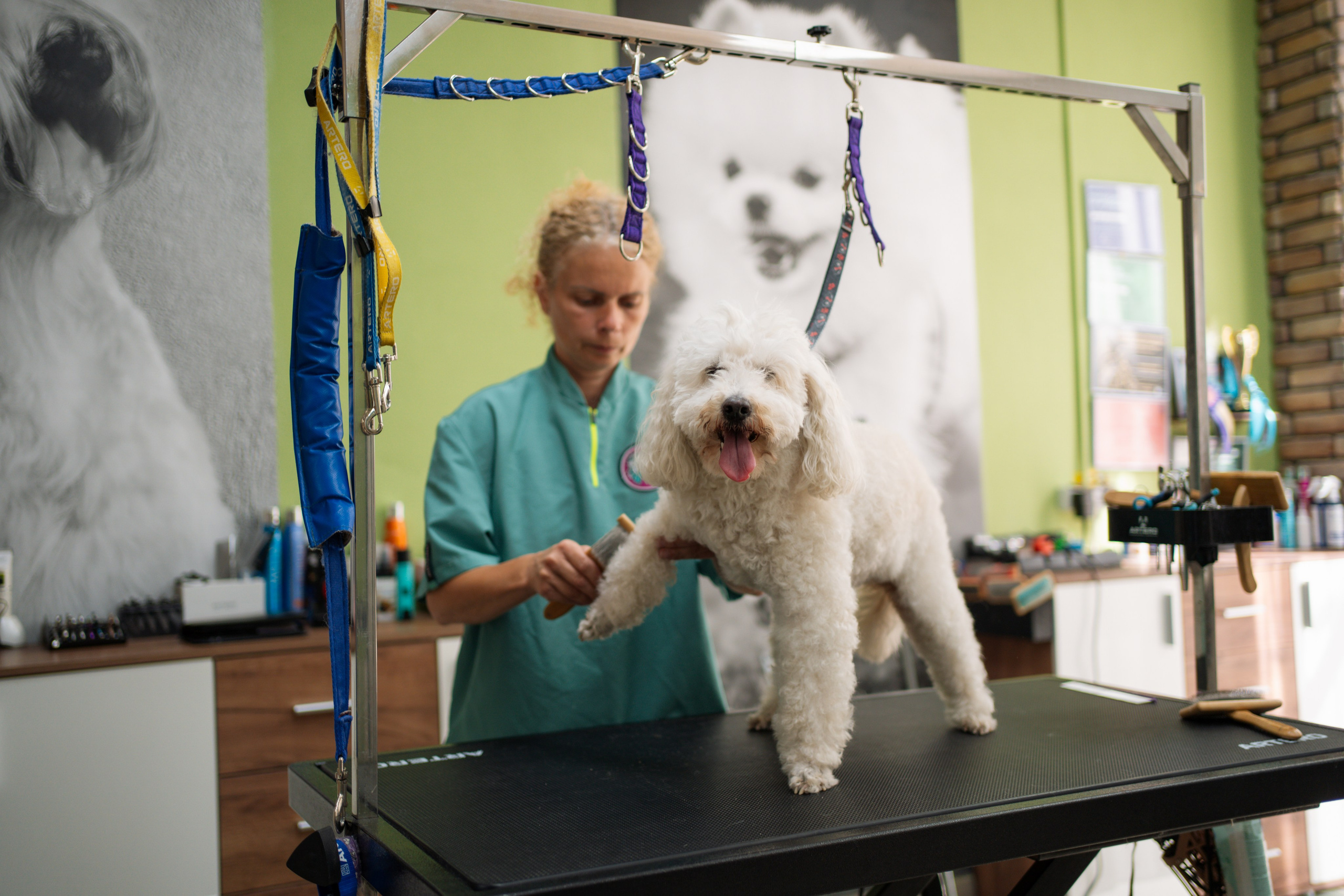 PetGroom Timisoara. Cozac Cristian Photographer