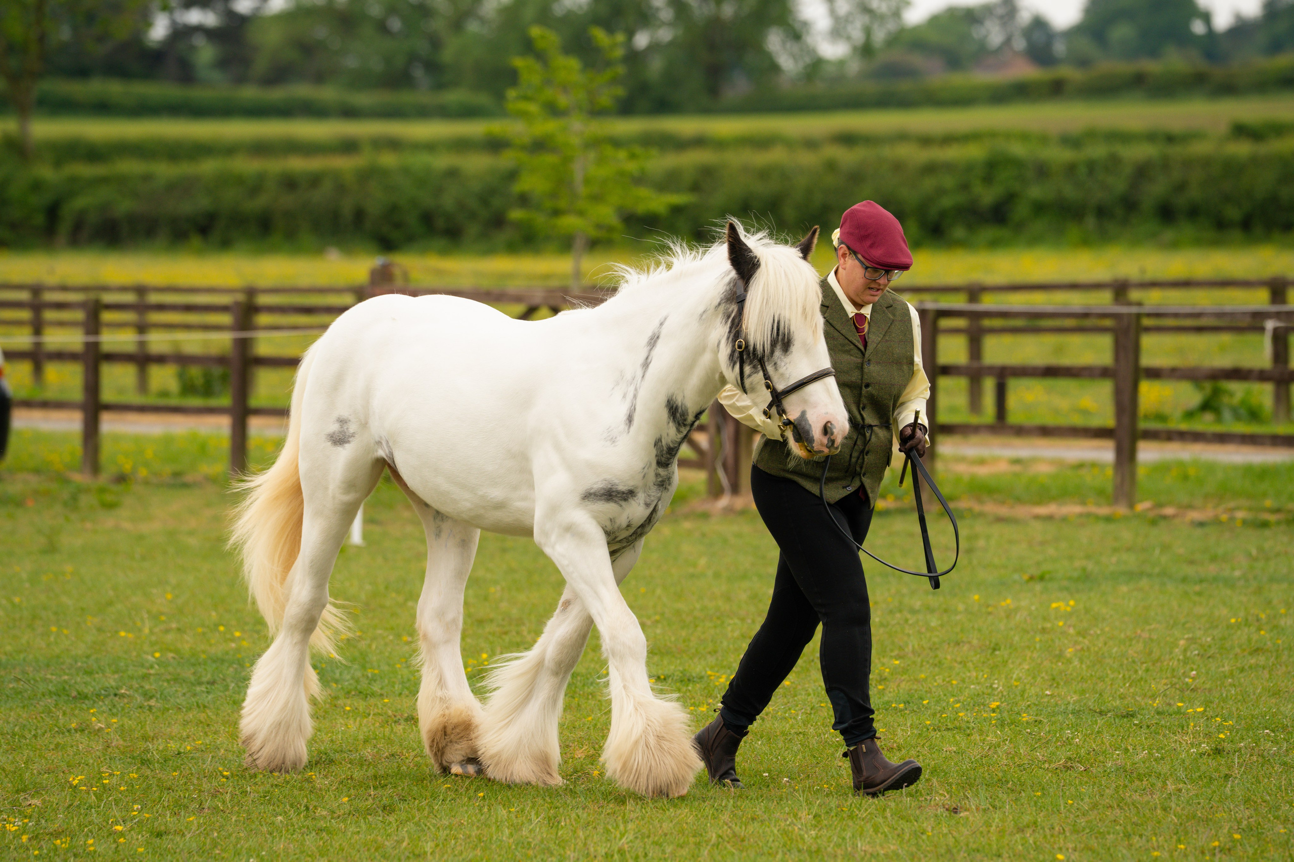 Showing. Leicestershire Equine Photography by El | Authentic Equine Portraits & Events