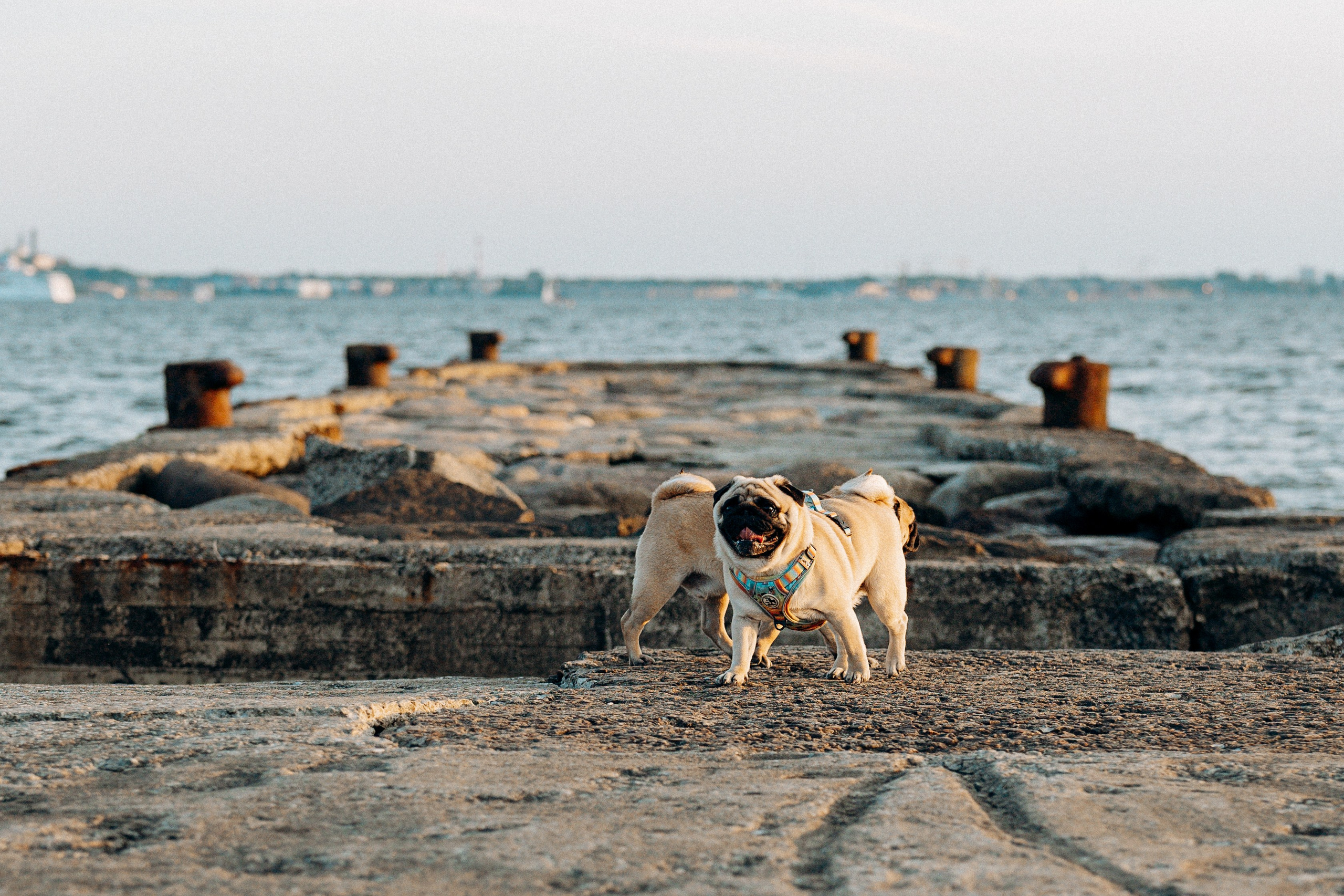 Frank, Tony, Katerina & Lev. Kat Laisaar — Pet photographer in Tallinn