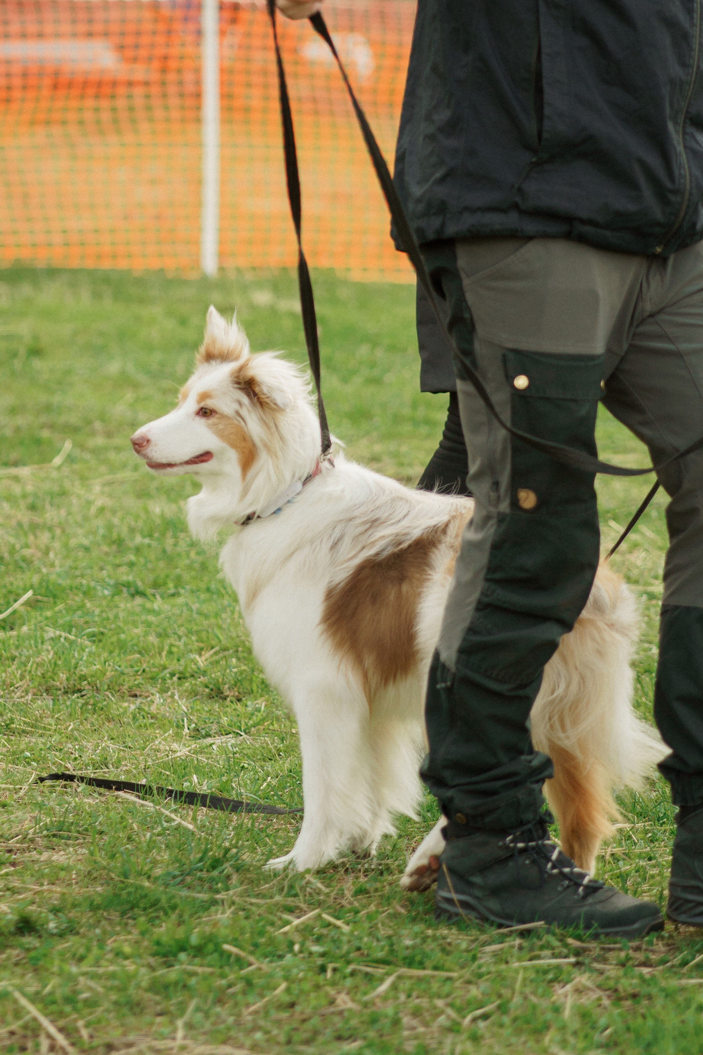 Herding Days, 26 apr. 2025. Kat Laisaar — Pet photographer in Tallinn