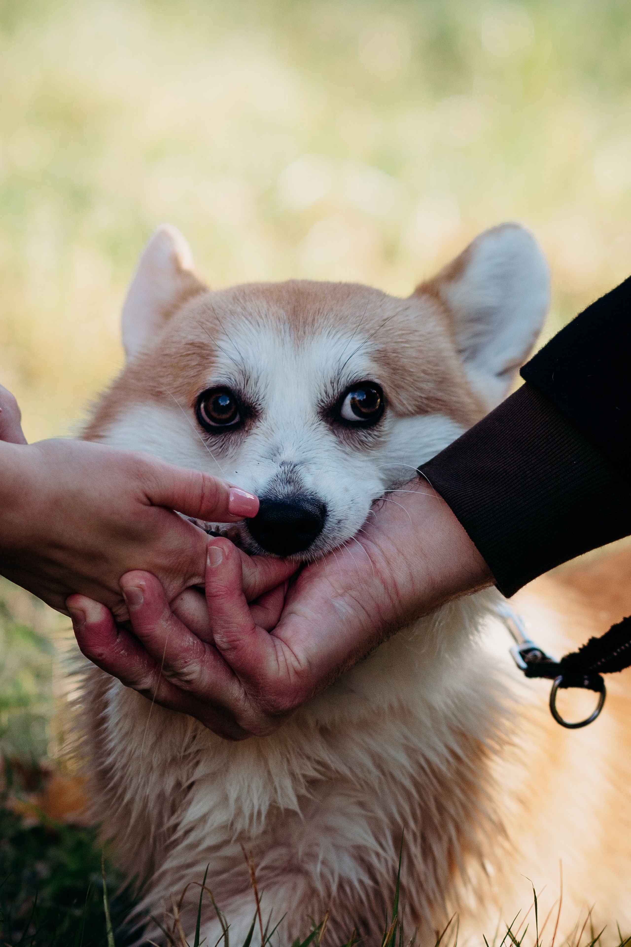 Liisa, Alexander & Marsel. Фотограф-анималист в Таллинне, Катя Лайсаар