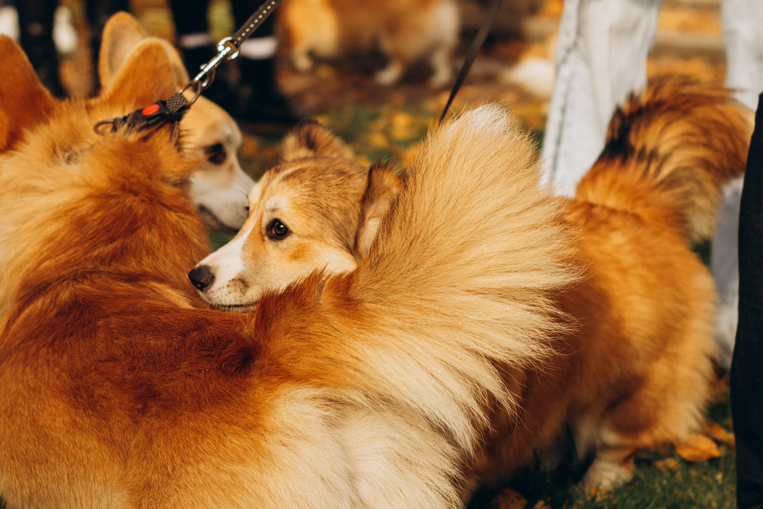 Corgi party, october. Kat Laisaar — Pet photographer in Tallinn
