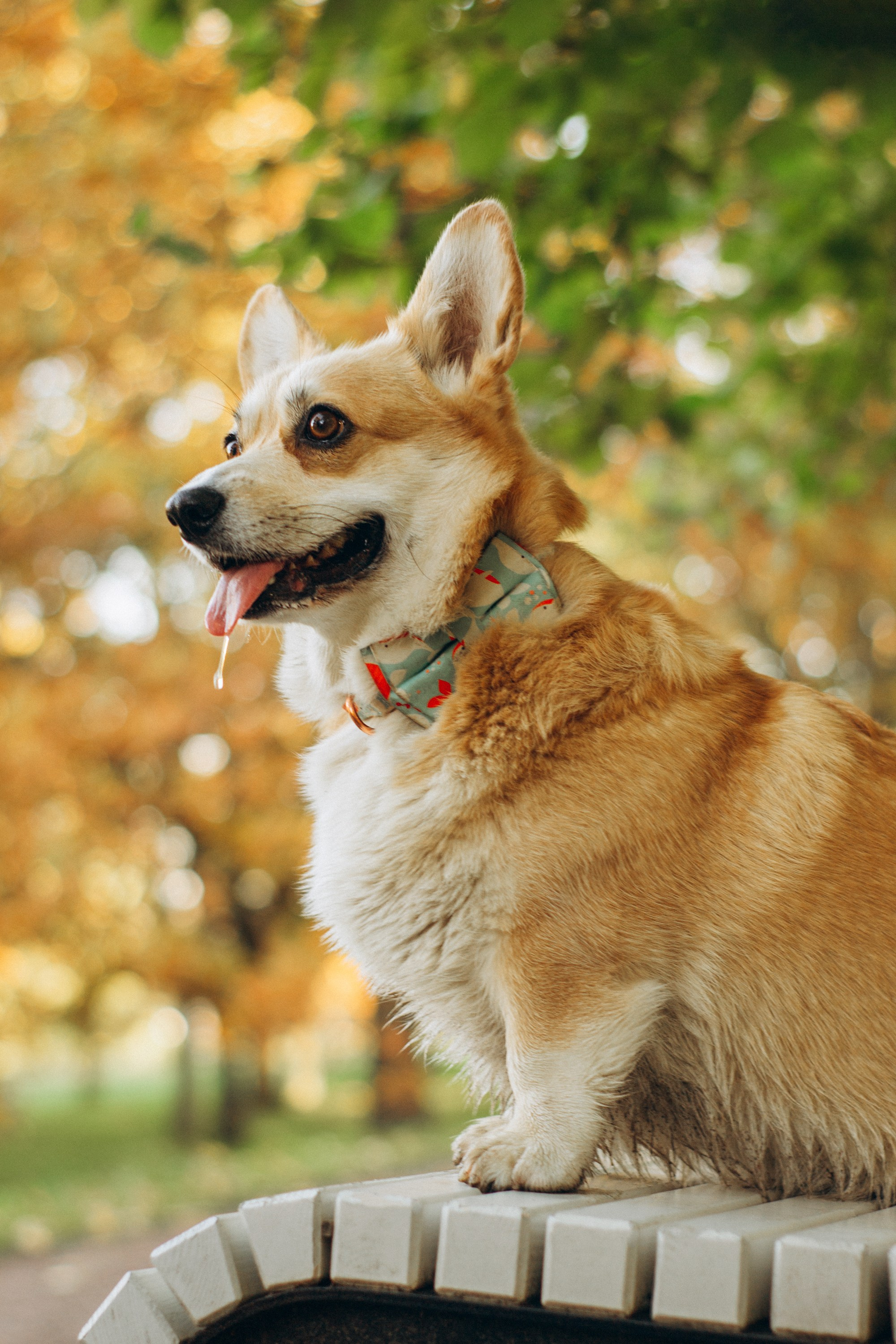 Irina and her Teffy, Pembroke Welsh Corgi. Kat Laisaar — Pet photographer in Tallinn