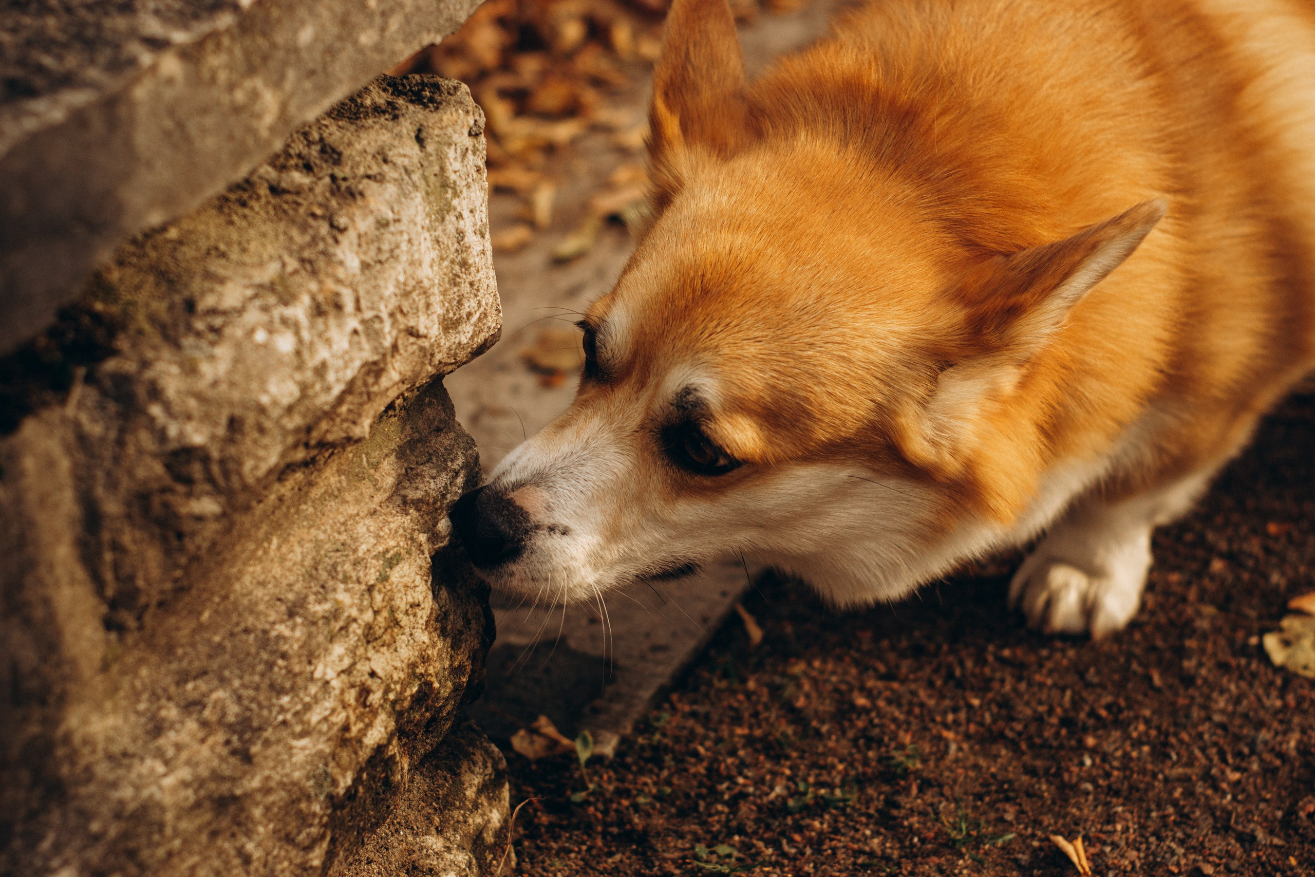 Corgi party, october. Kat Laisaar — Pet photographer in Tallinn