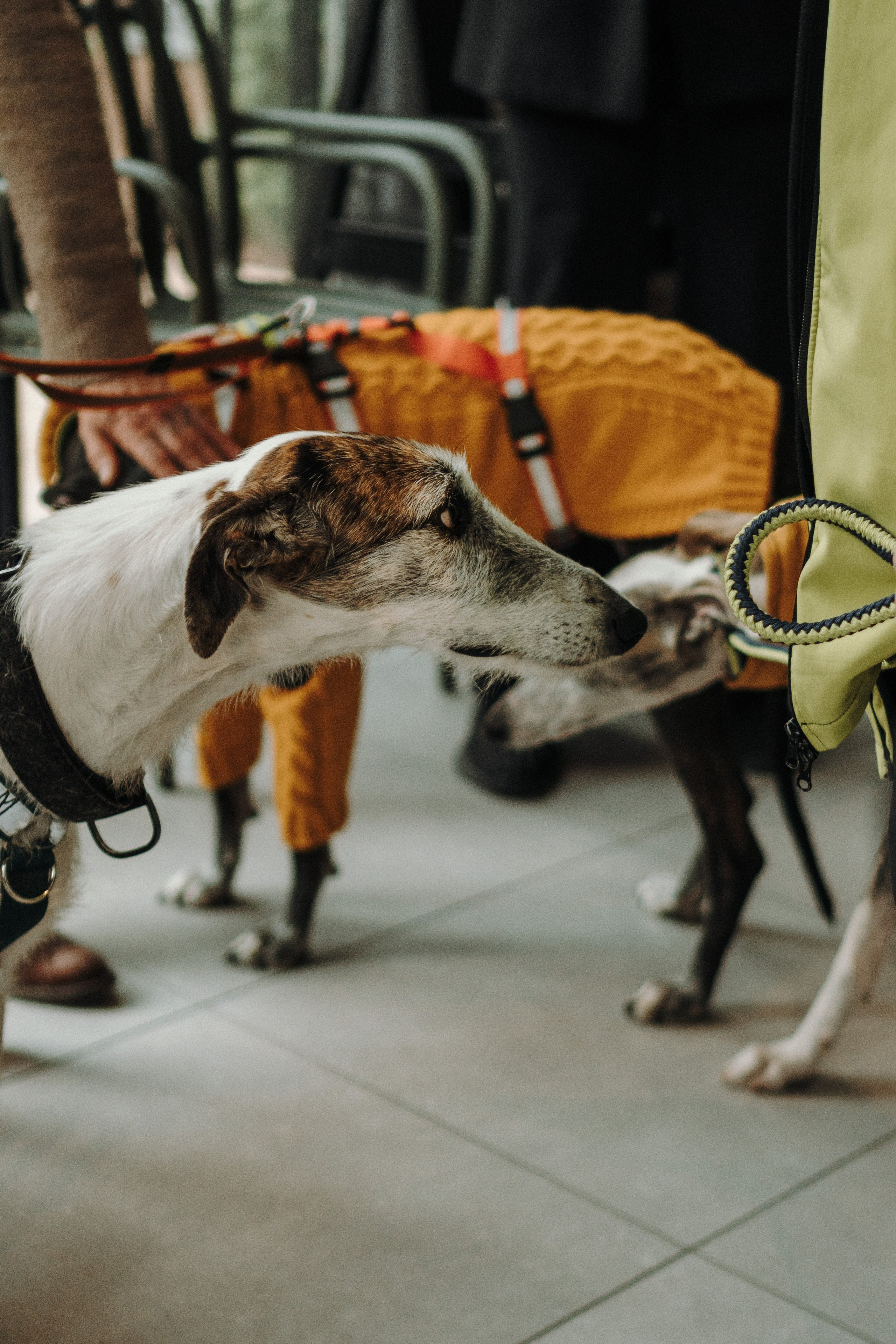 GalgoTreff / Mia Pagar 1 may, 2025. Kat Laisaar — Pet photographer in Tallinn