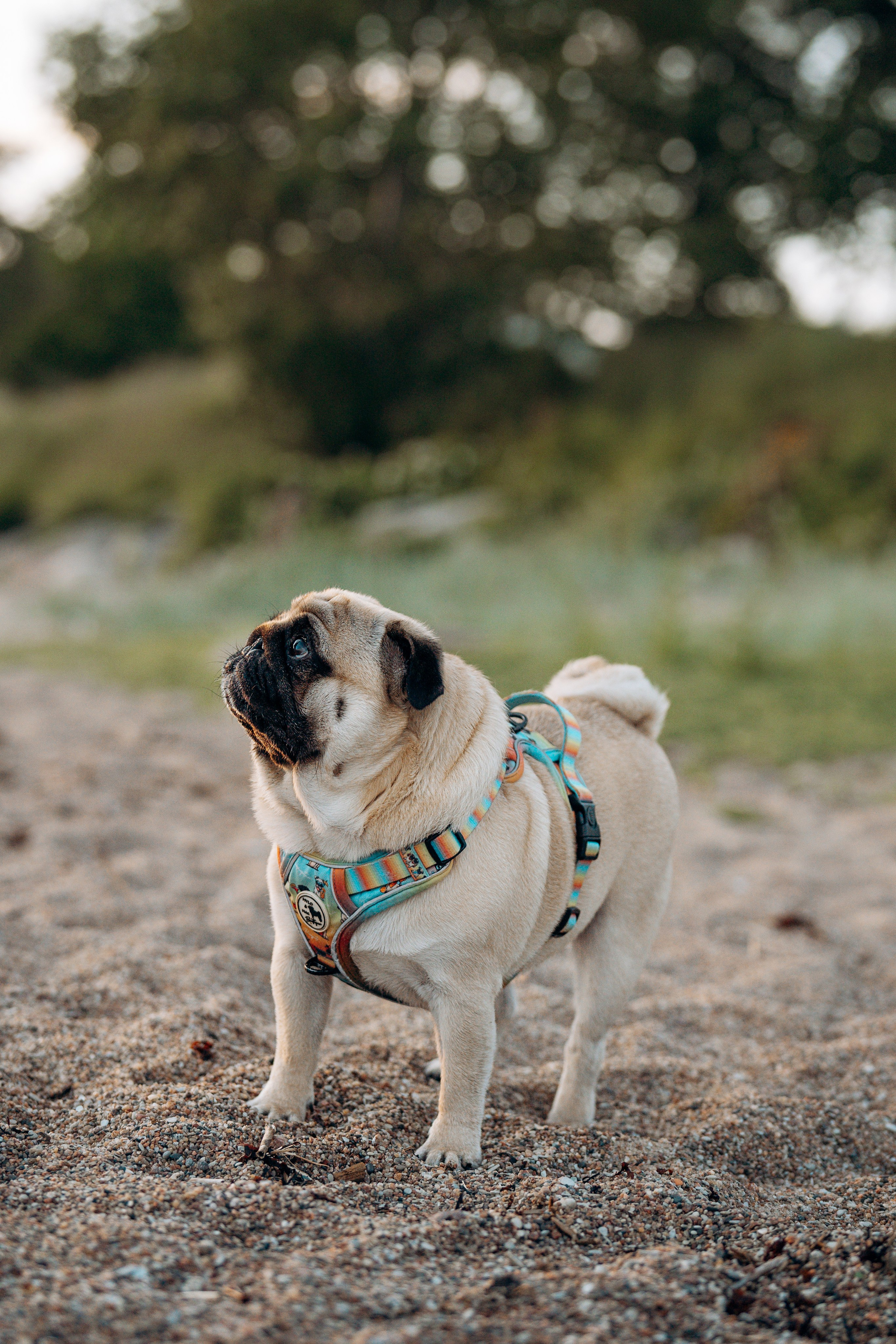 Frank, Tony, Katerina & Lev. Kat Laisaar — Pet photographer in Tallinn