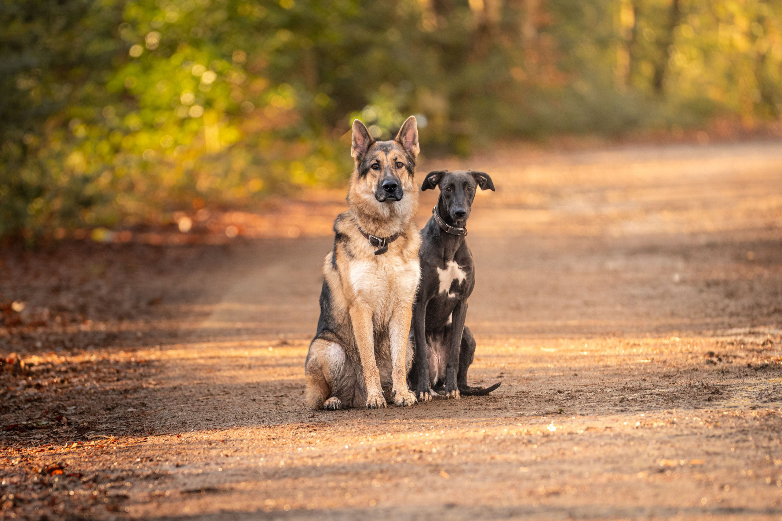 Canine. Leicestershire Equine Photography by El | Authentic Equine Portraits & Events