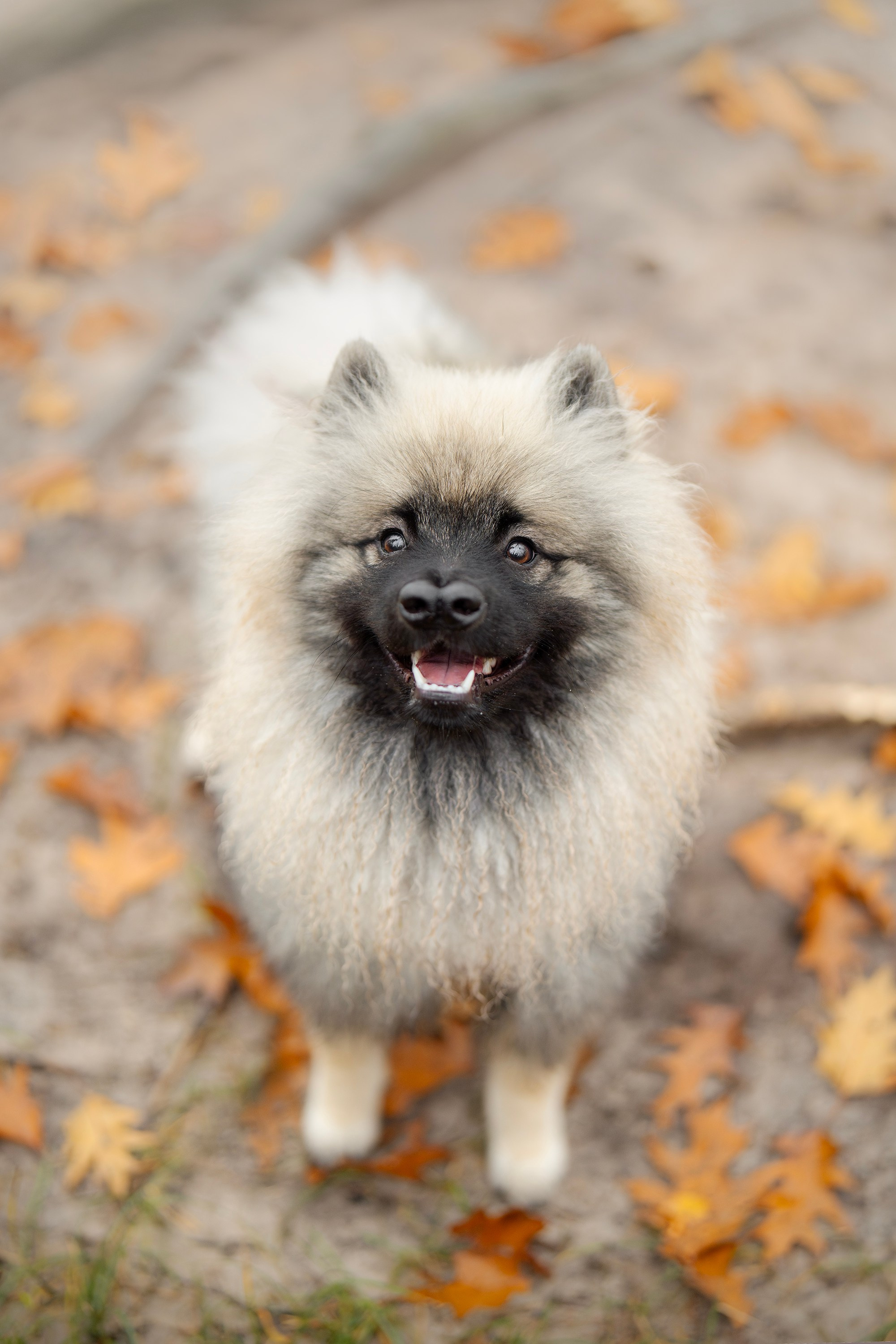 Rūta, Mindaugas ir jų šunytės rudeniniame pajūryje. Vita Klimaševska ○ Fluffy Soulmate Photography