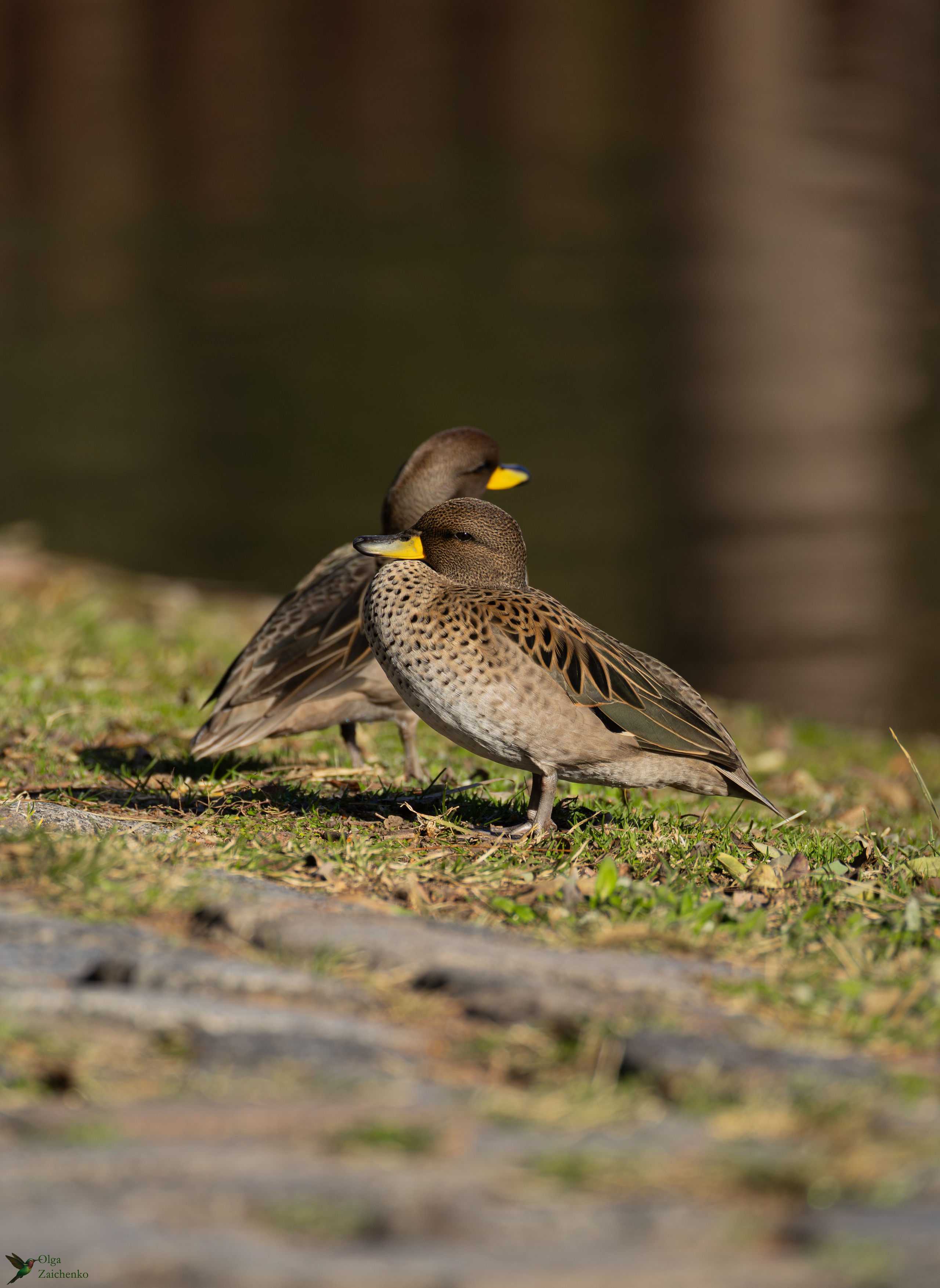 Желтоклювый чирок