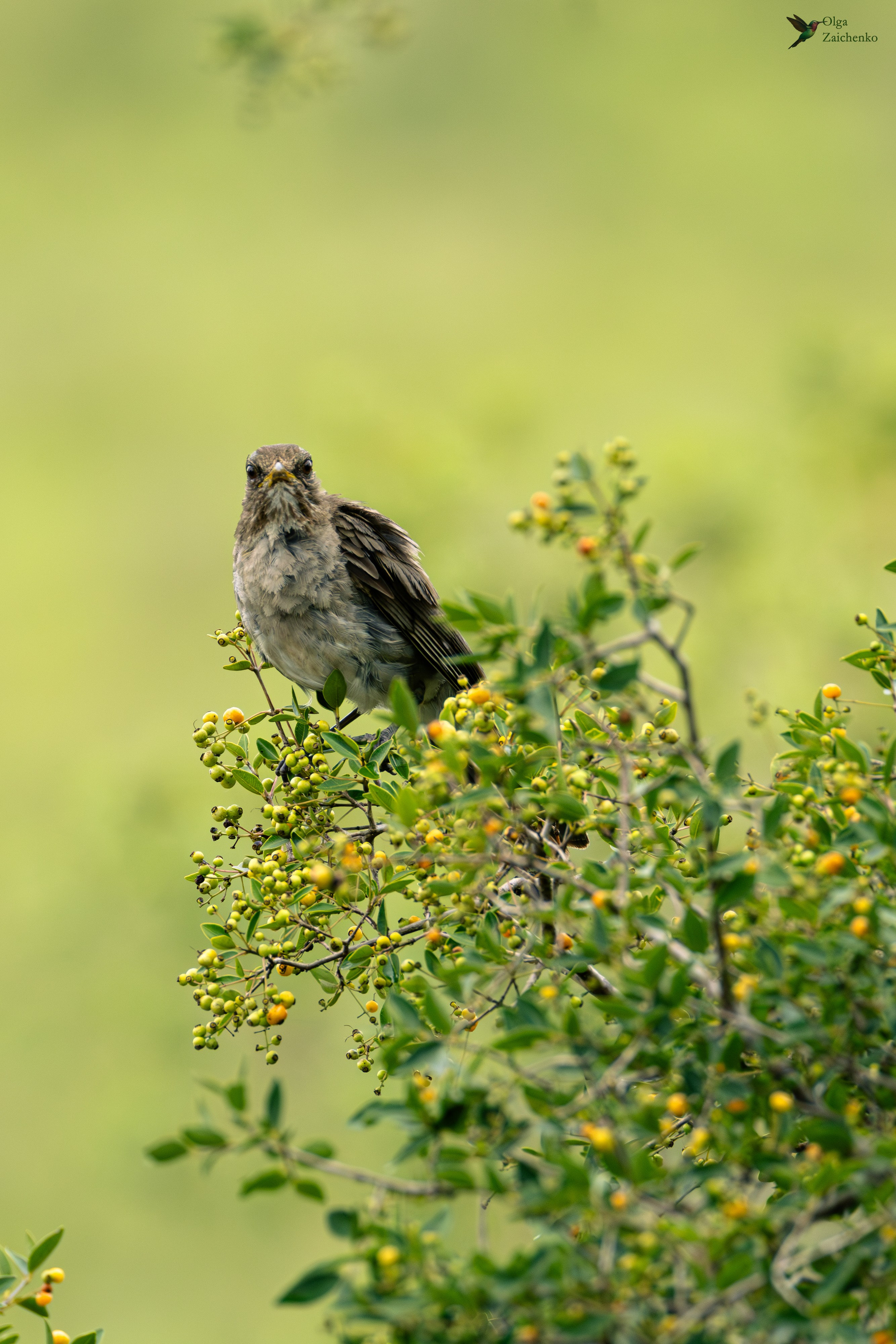 Кремовобрюхий дрозд
