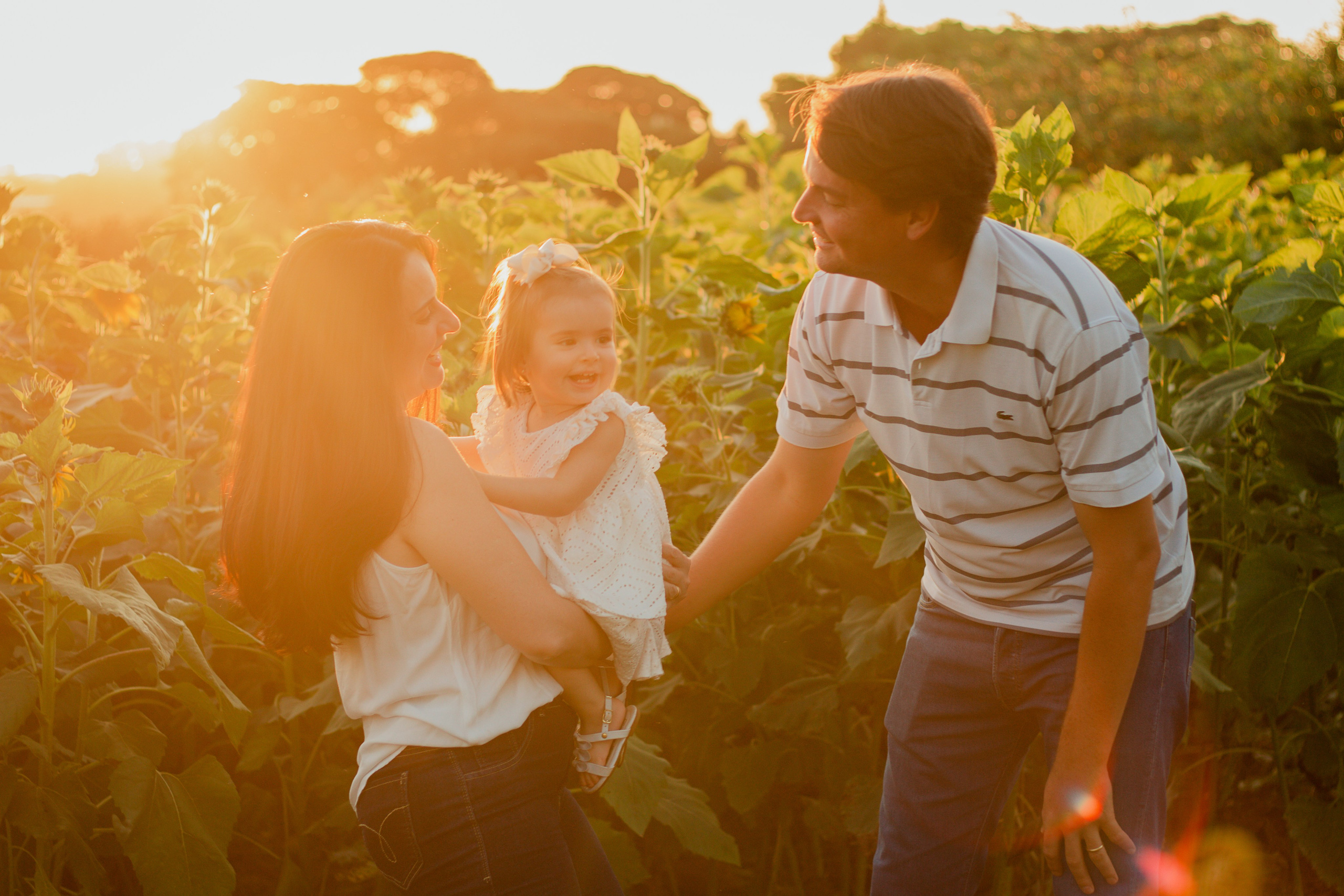 Ensaio de família em Holambra com pais e filha interagindo entre girassóis, ao fim da tarde com luz dourada.