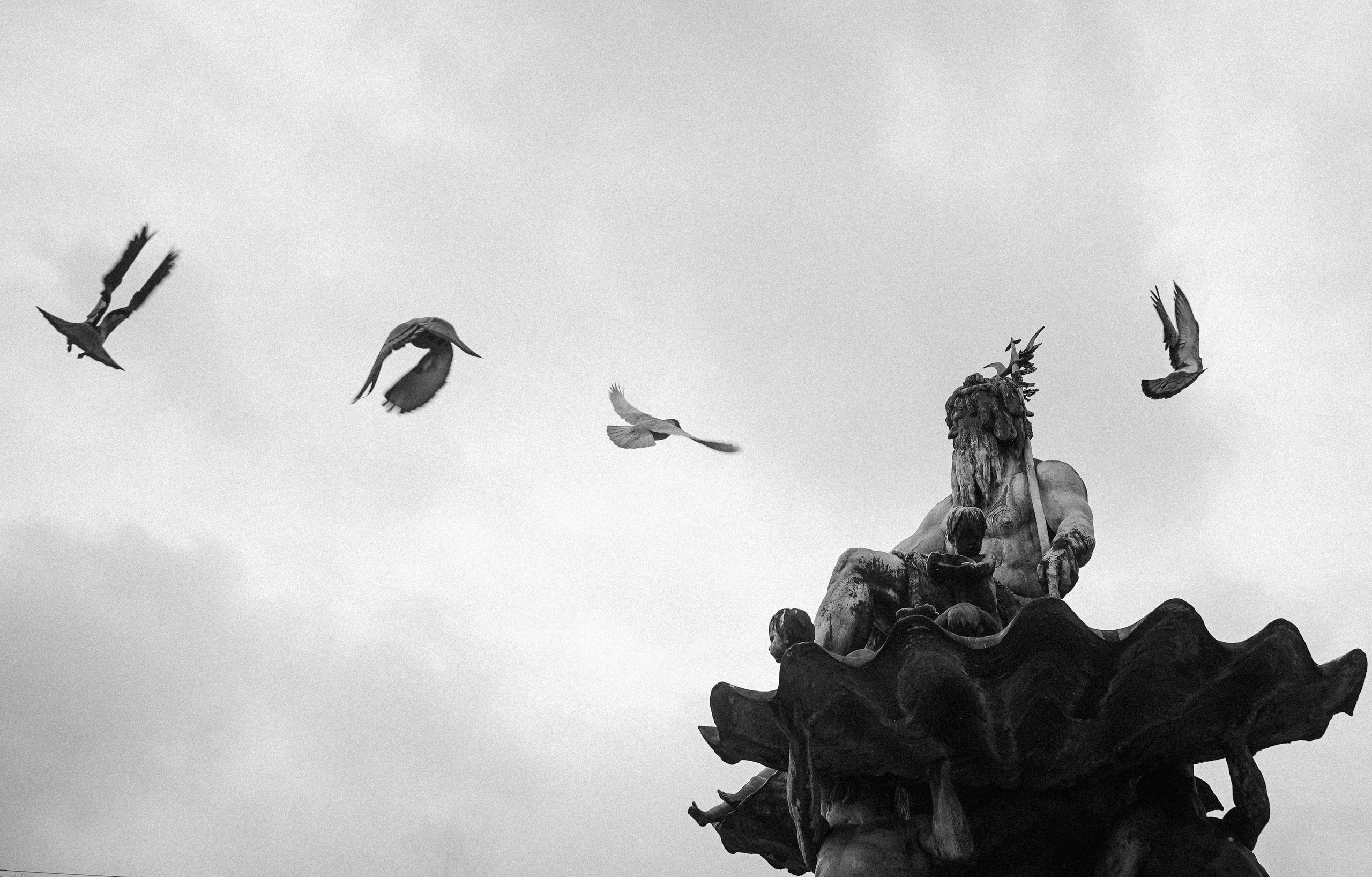 Пернатый психоз. Стрит-фотография, полная абсурда, идиотизма и красоты