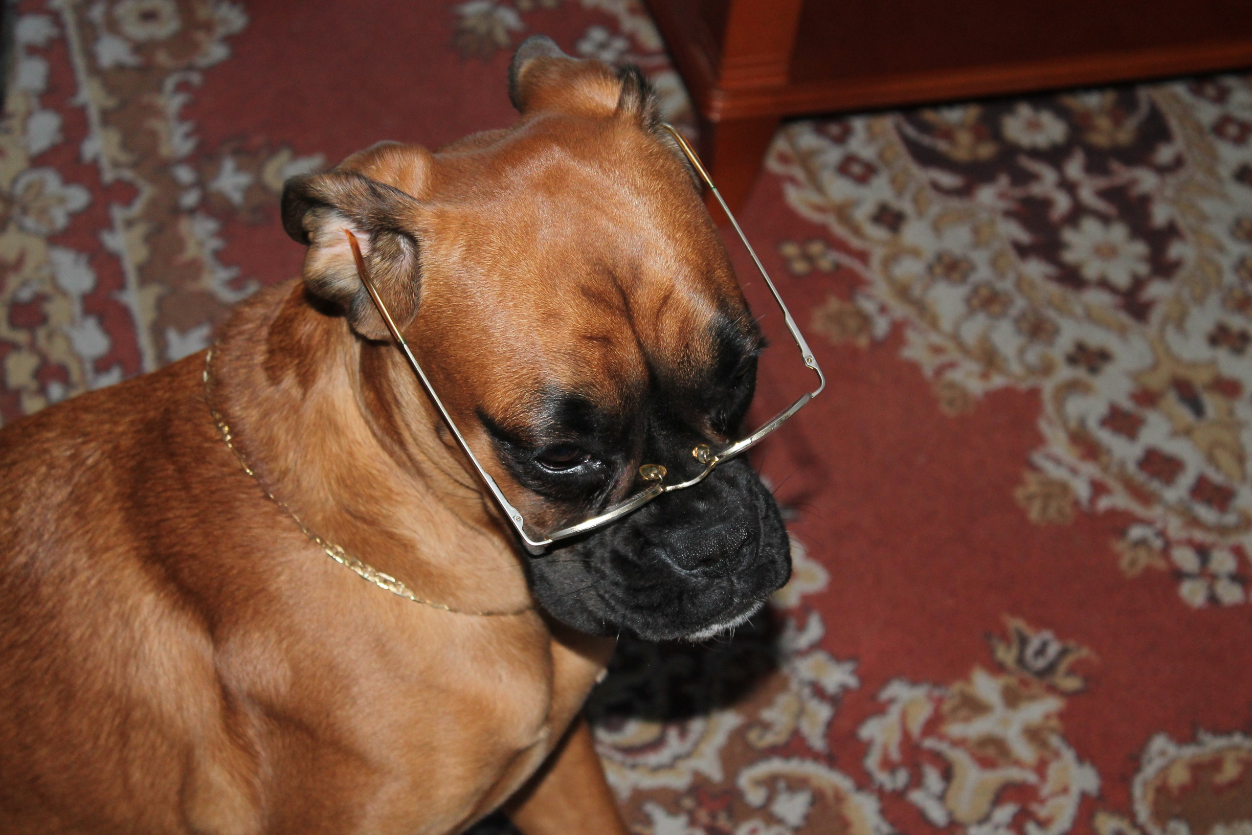 My ״Star״ Boxer Dog