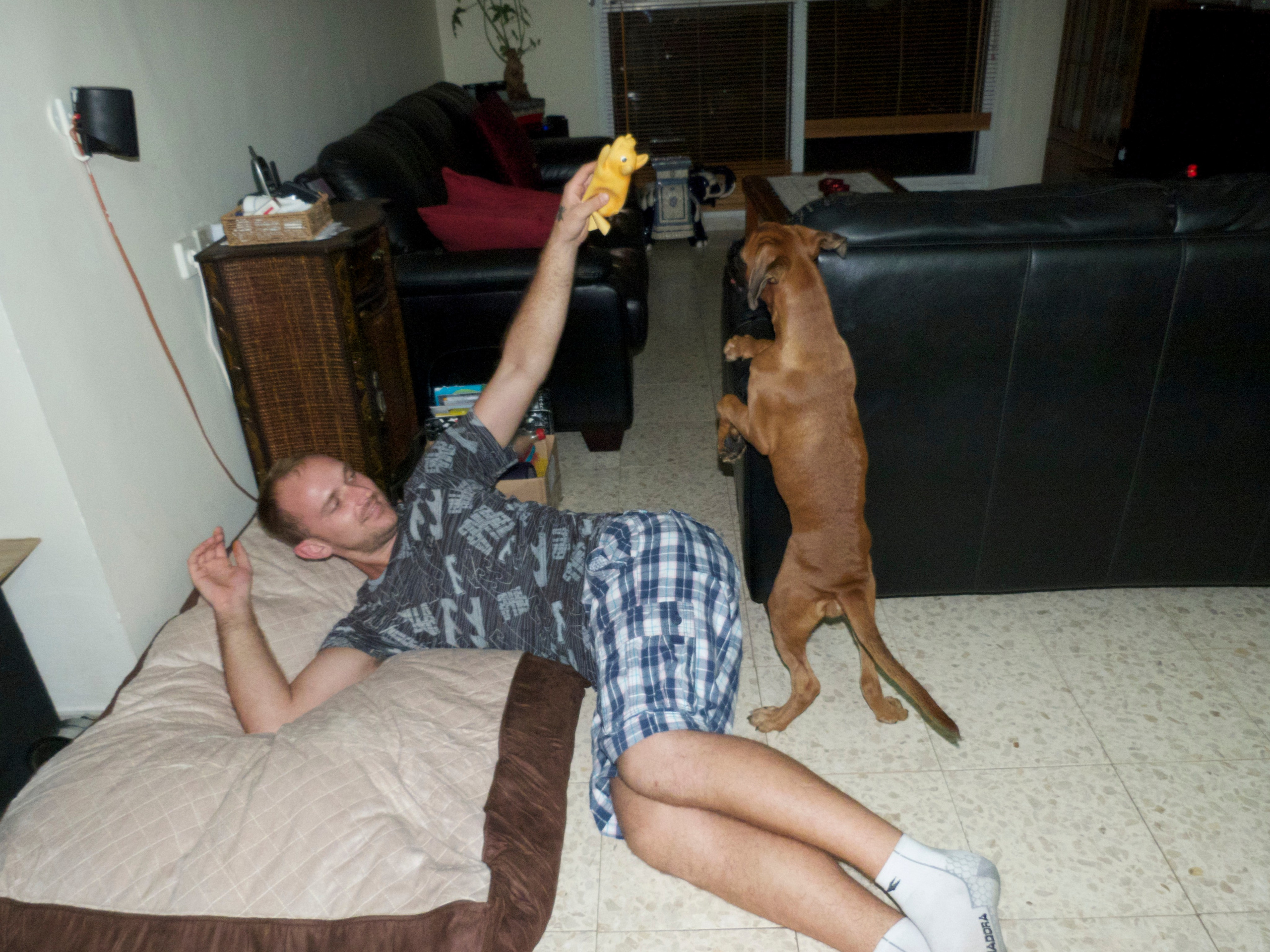 My ״Star״ Boxer Dog