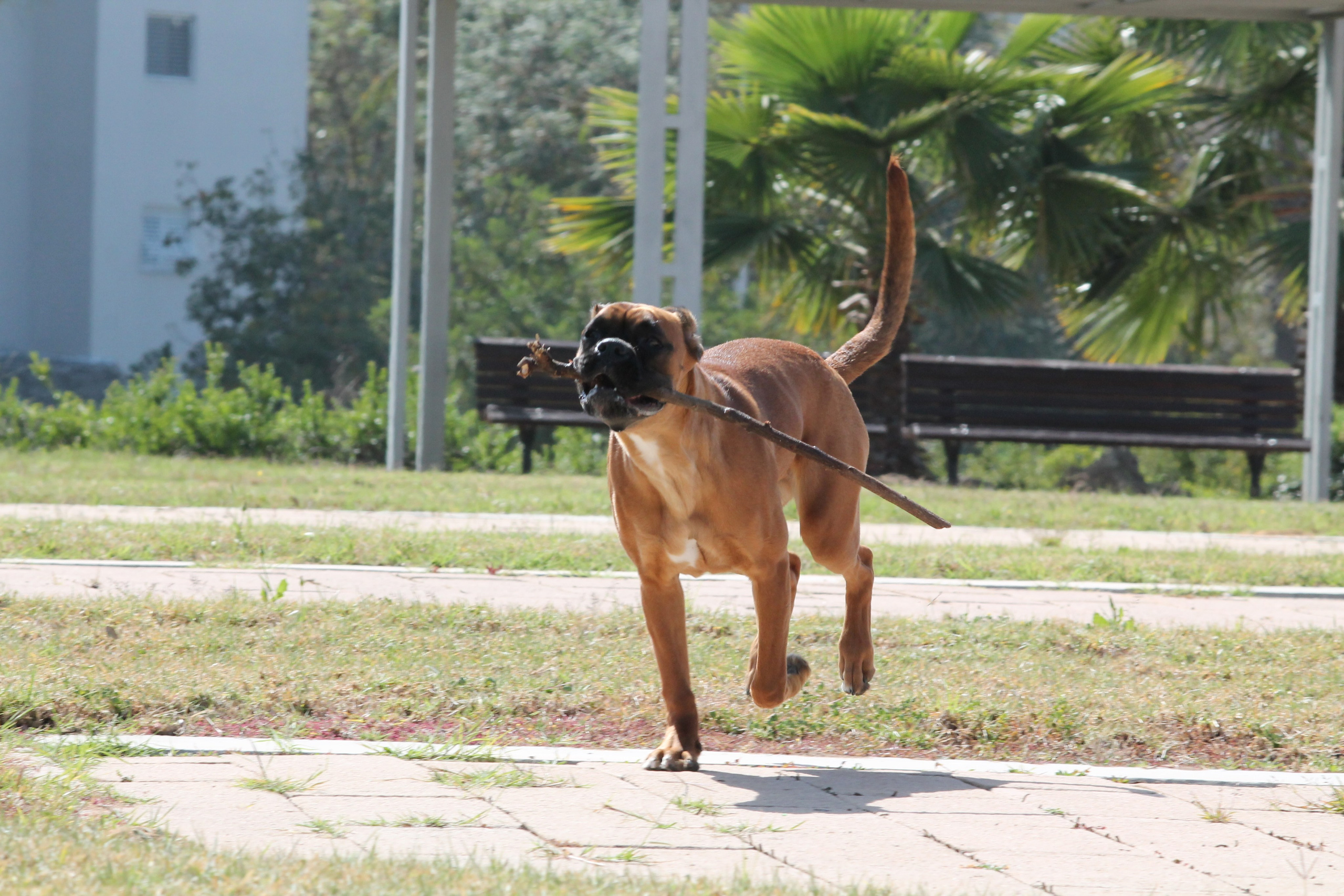 My ״Star״ Boxer Dog