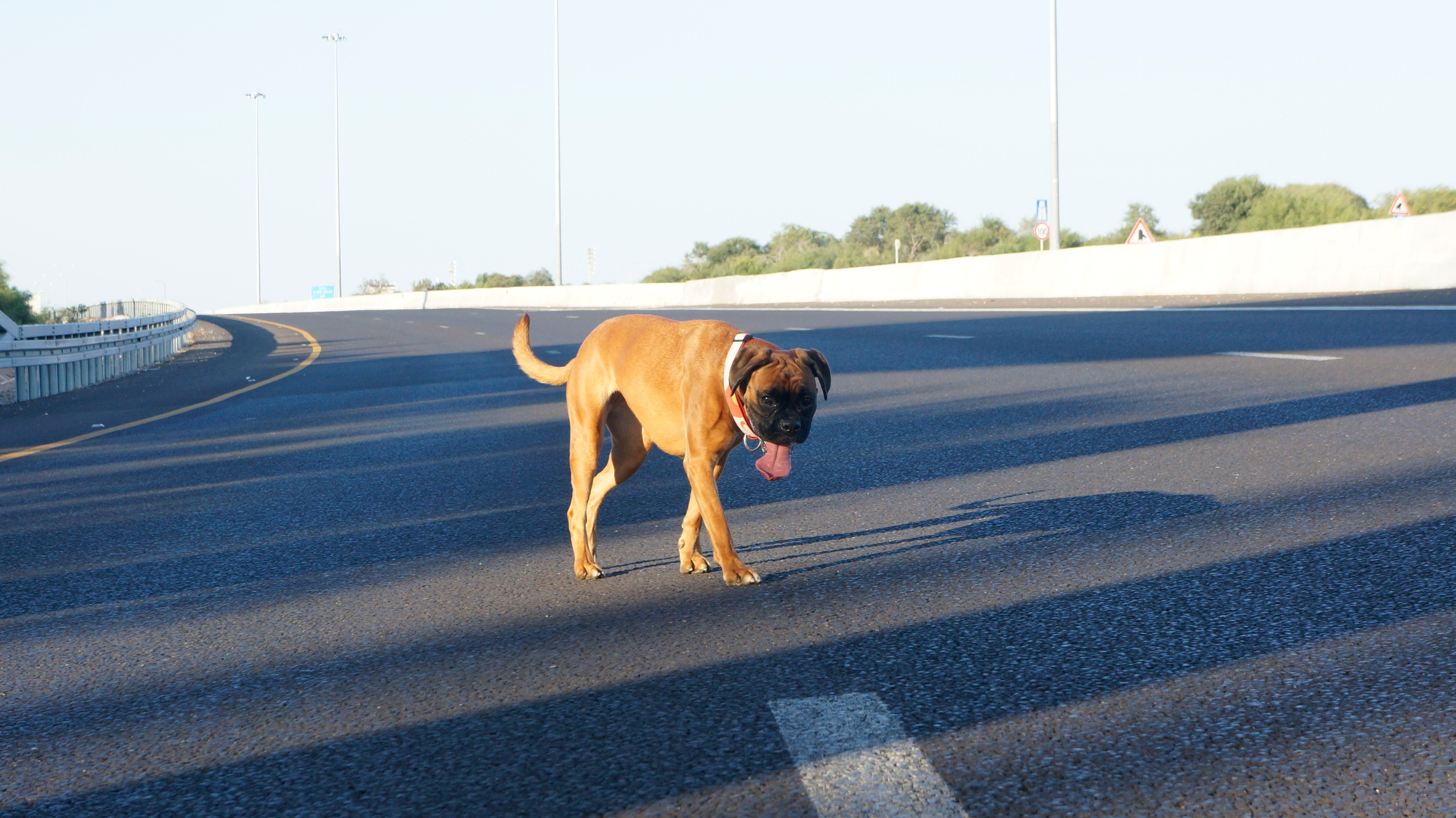 My ״Star״ Boxer Dog