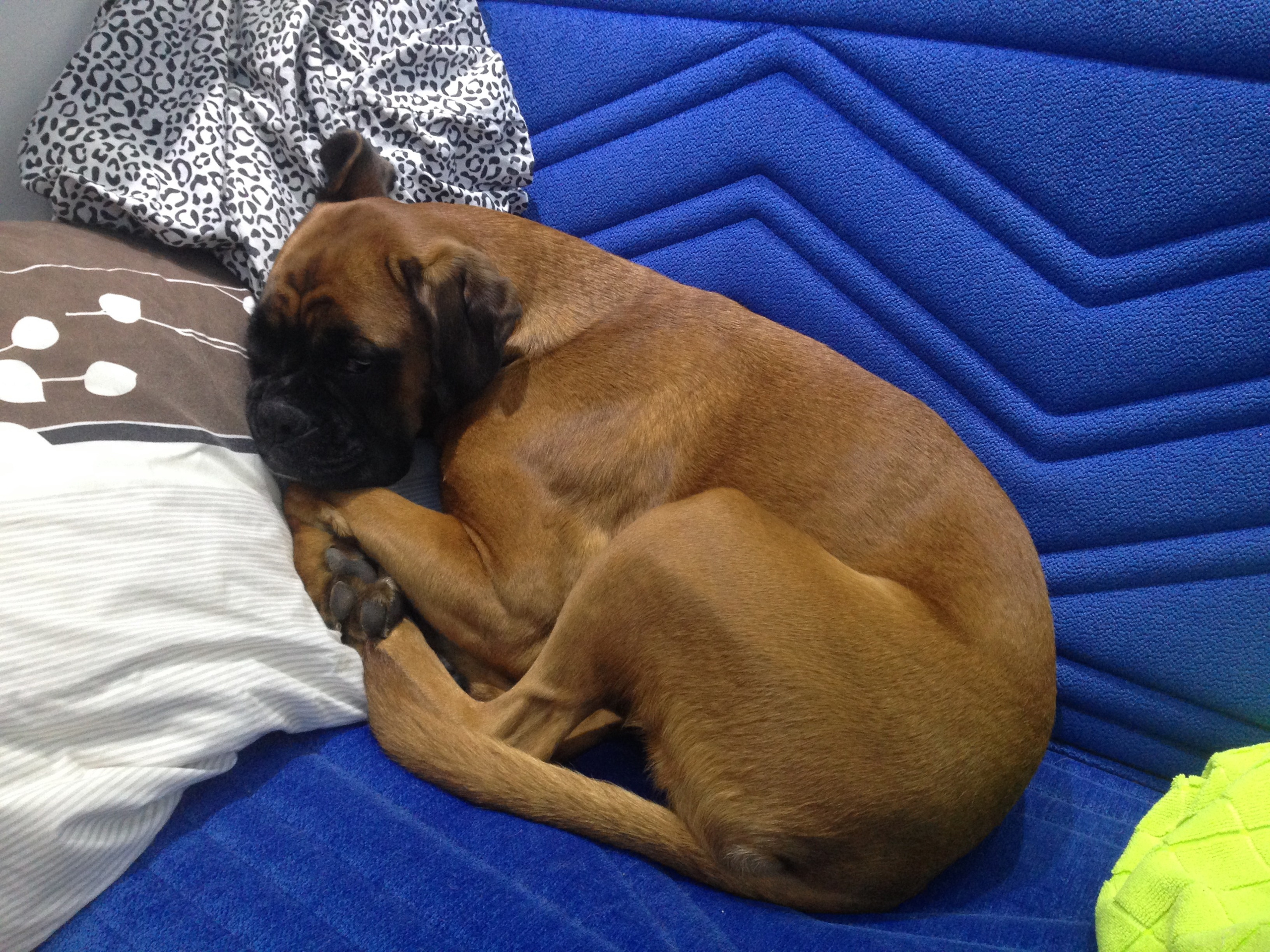 My ״Star״ Boxer Dog