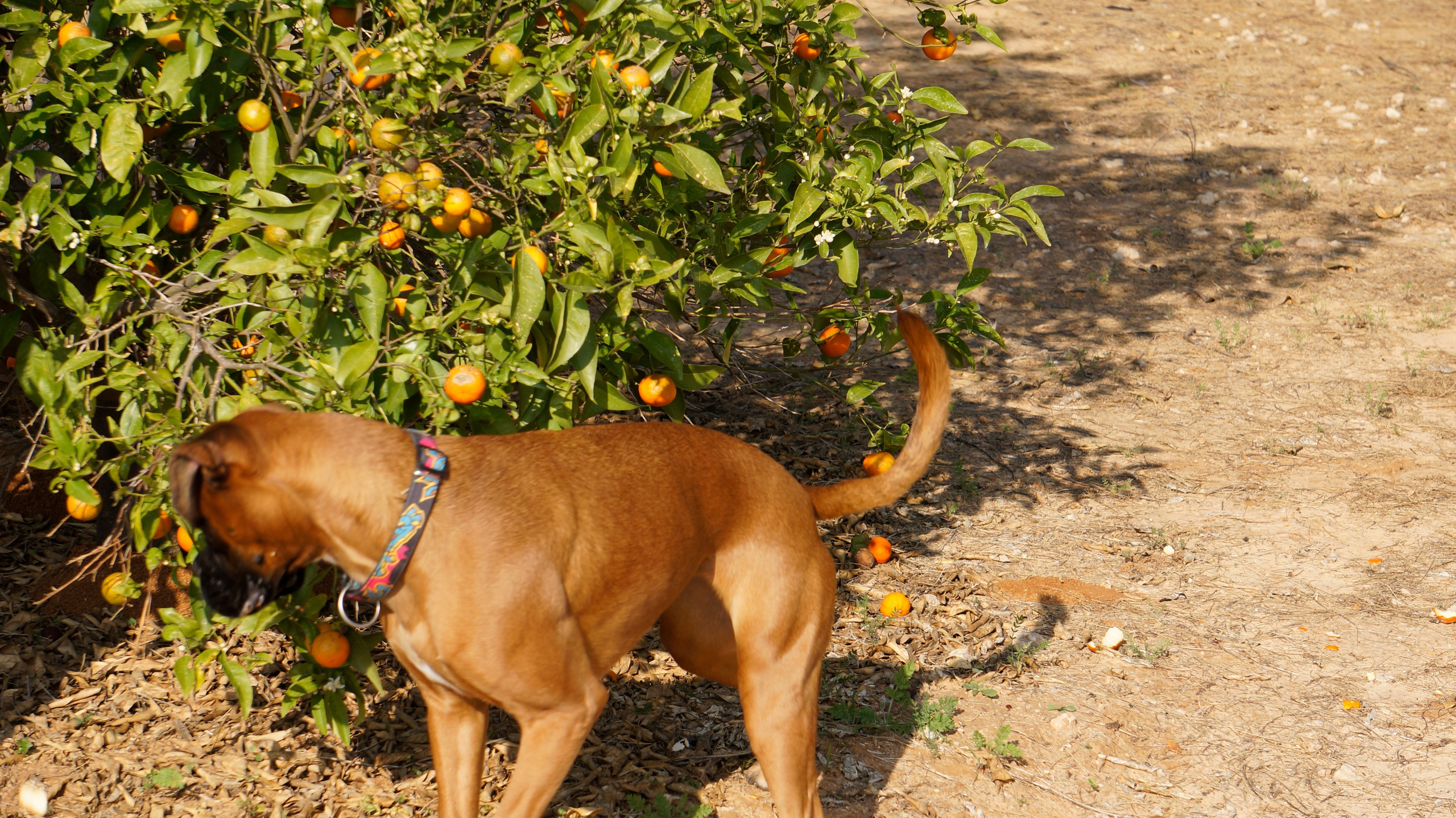 My ״Star״ Boxer Dog