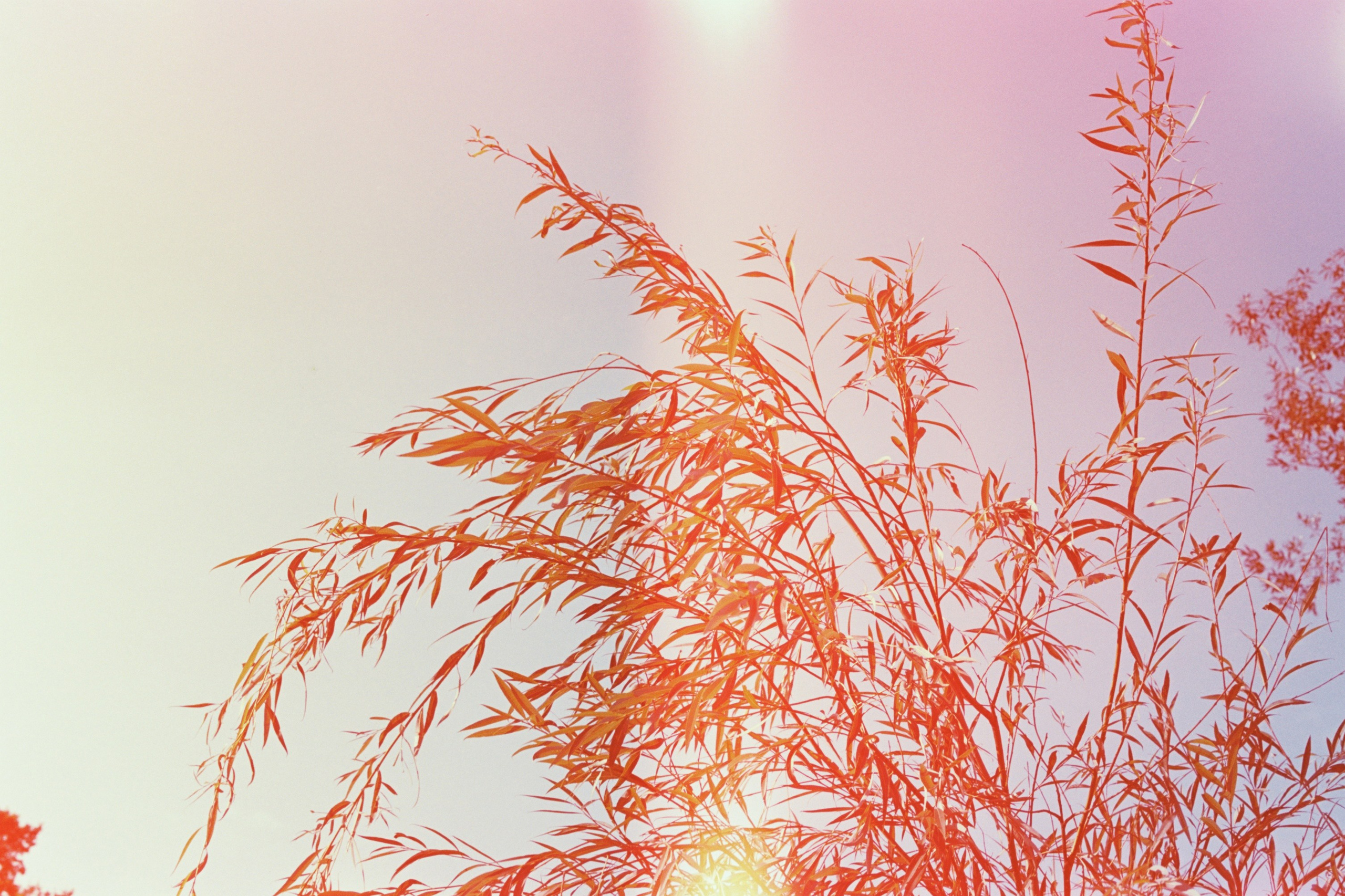 Saint-Petersburg (2020-2023)_2. Elena Zykova film photographer in London