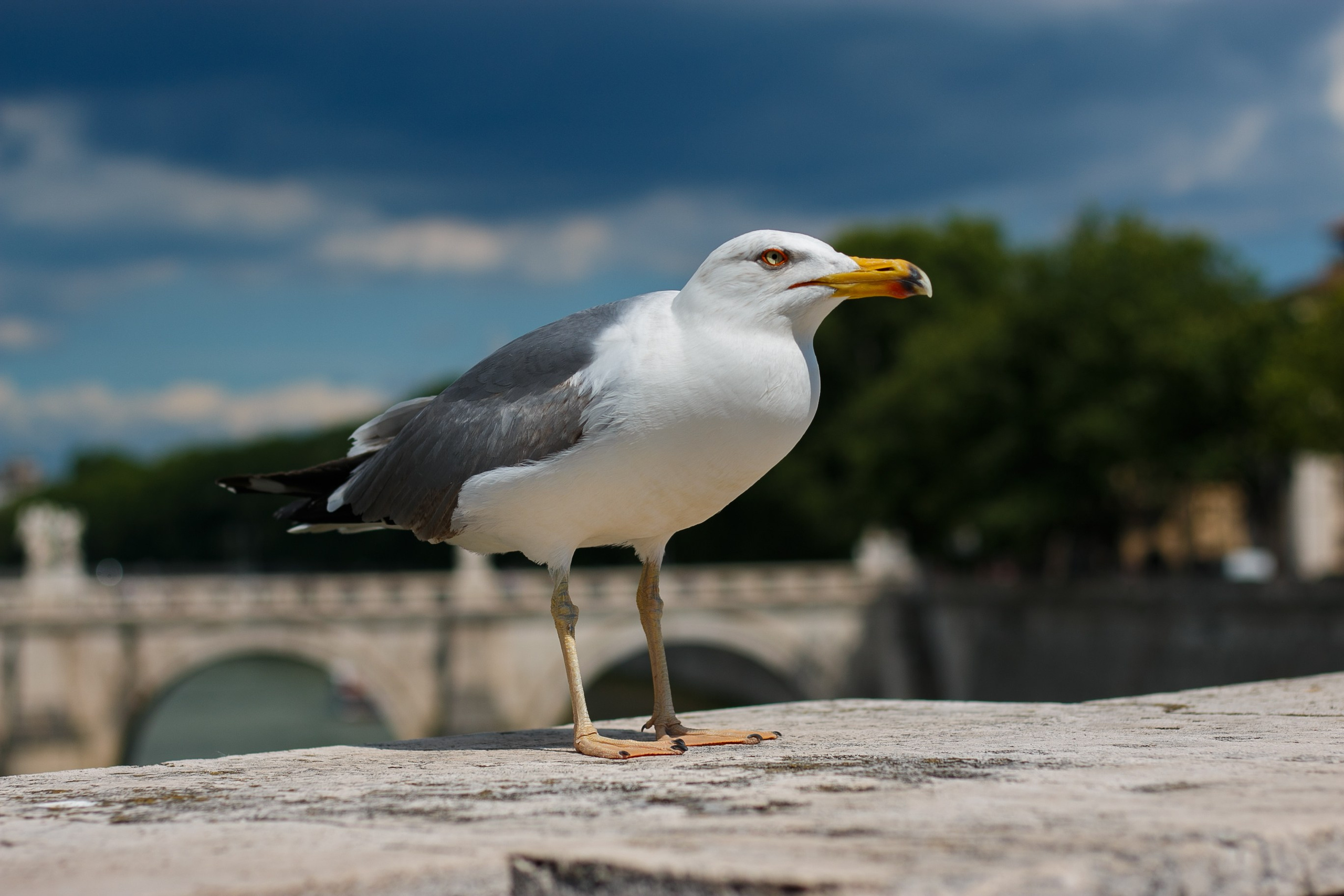 Rome, May 25. Kseny Kolesnik Photography