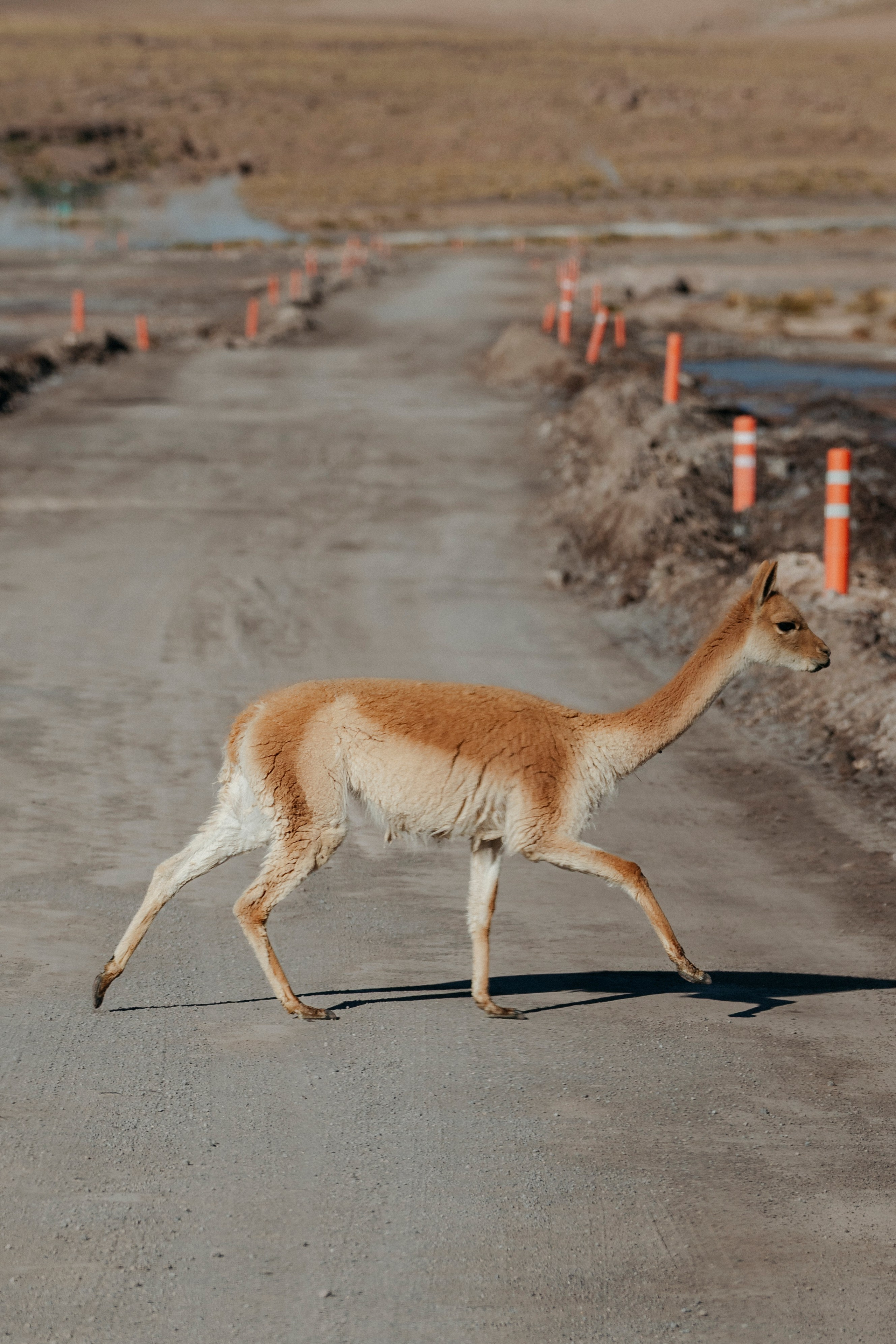 Geyser El Tatio (cobertura en tour privado). Principal